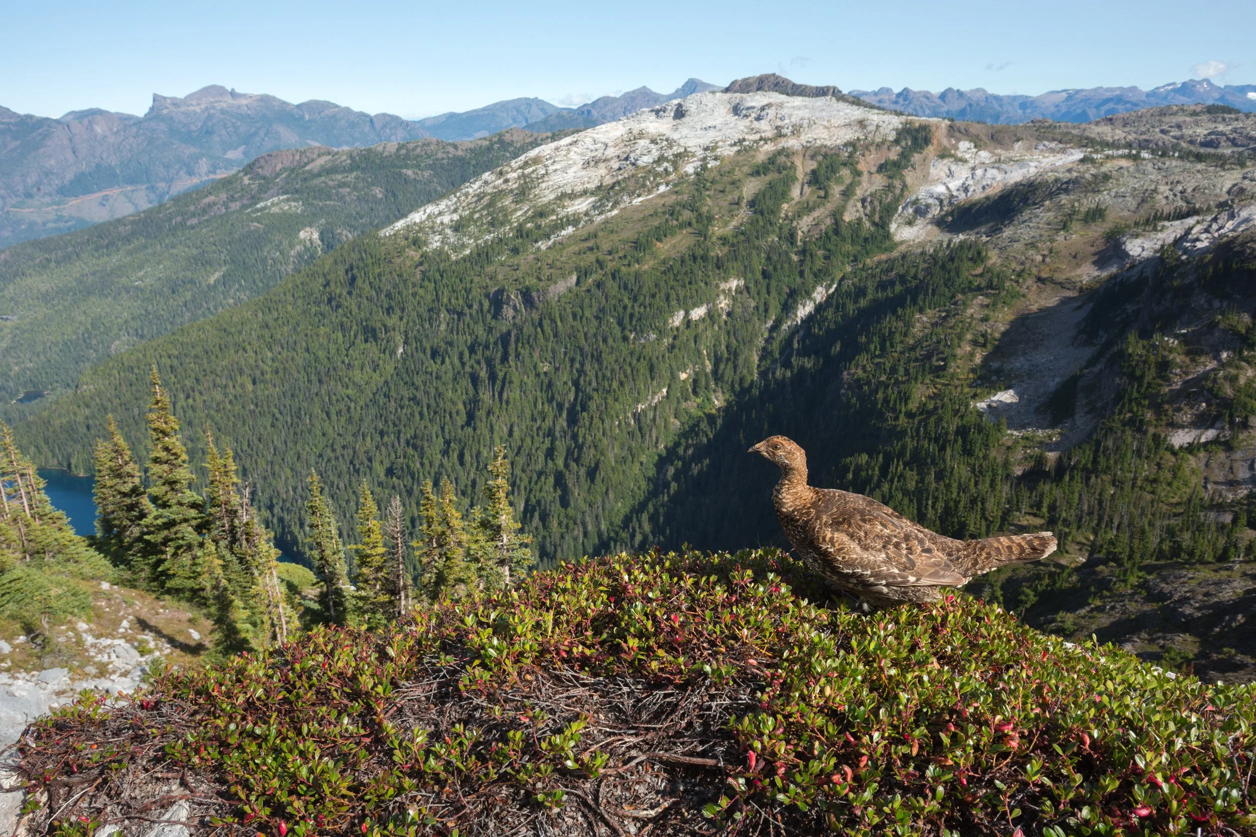 A female Sooty Grouse (Dendragopus fuliginosus) makes her way through a subalpine meadow in Strathcona Provincial Park, on British Columbia's Vancouver Island.