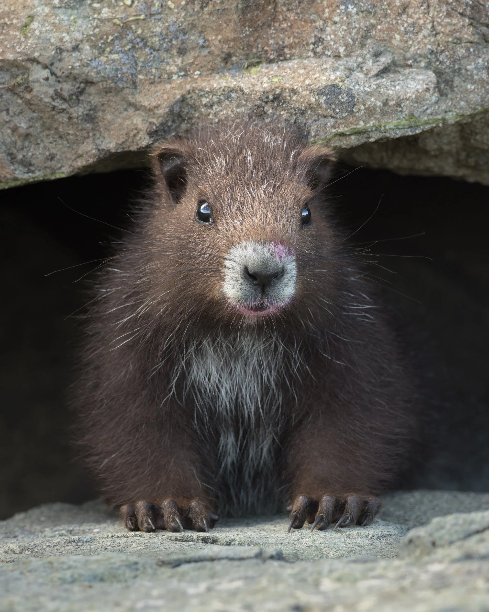 A Vancouver Island Marmot (Marmota vancouverensis) pup peers out of a rocky crevice in Strathcona Provincial Park on Vancouver Island, British Columbia, Canada.