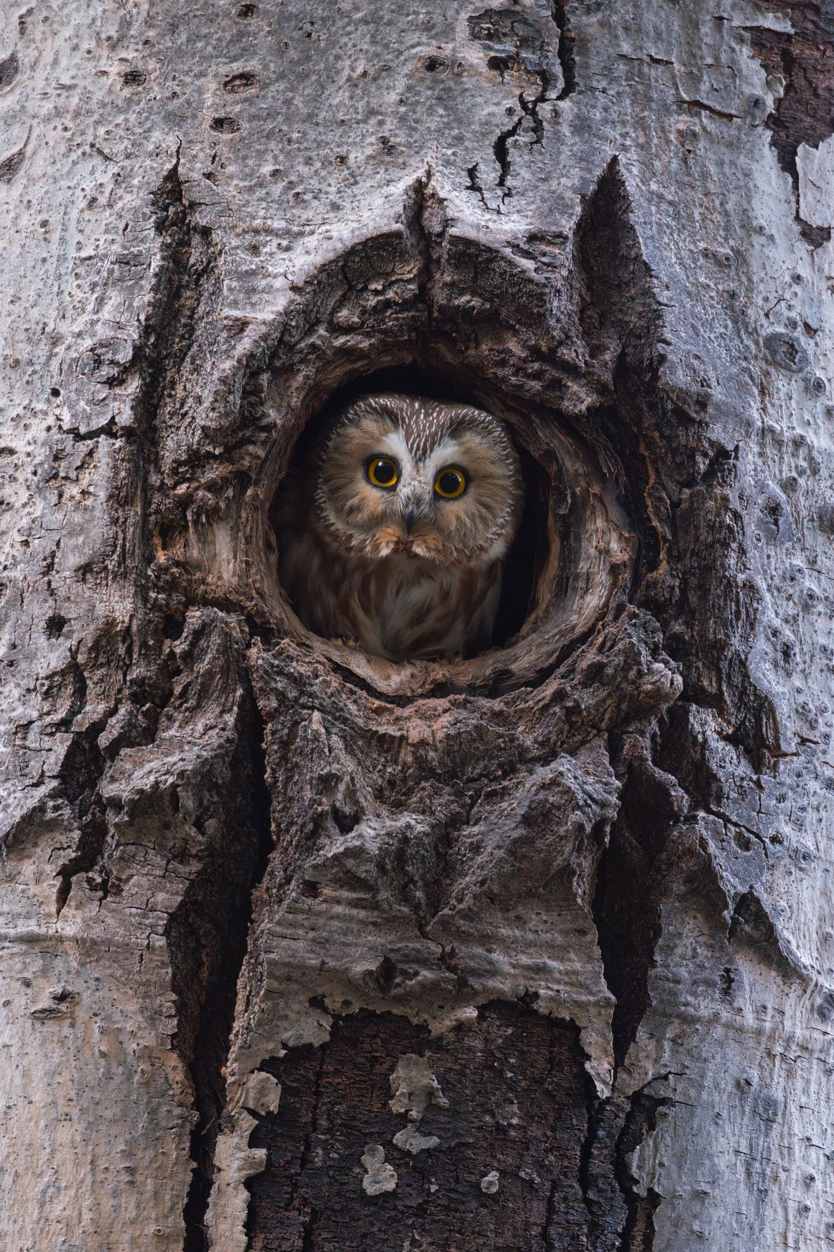 Northern Saw-whet Owl Nest