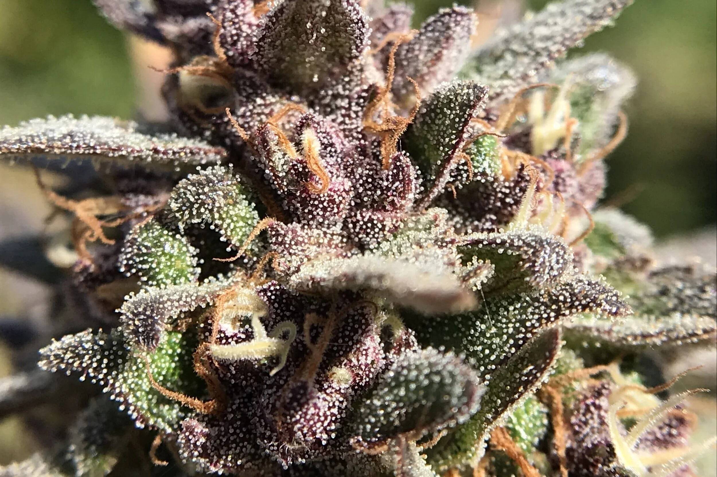 What Does Kush Mean? — Sesh Marketing