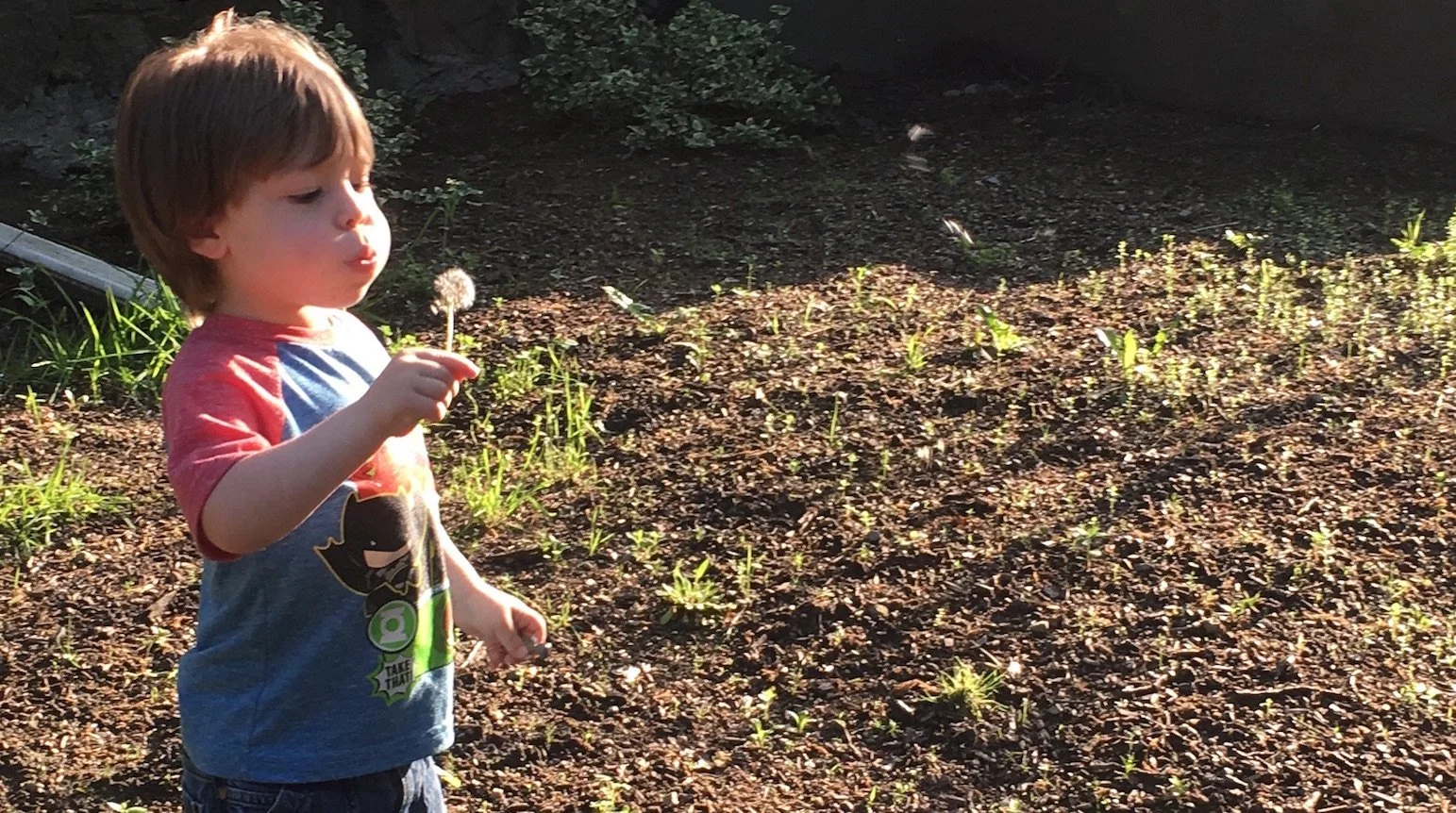 HJW landscape dandelion.jpeg