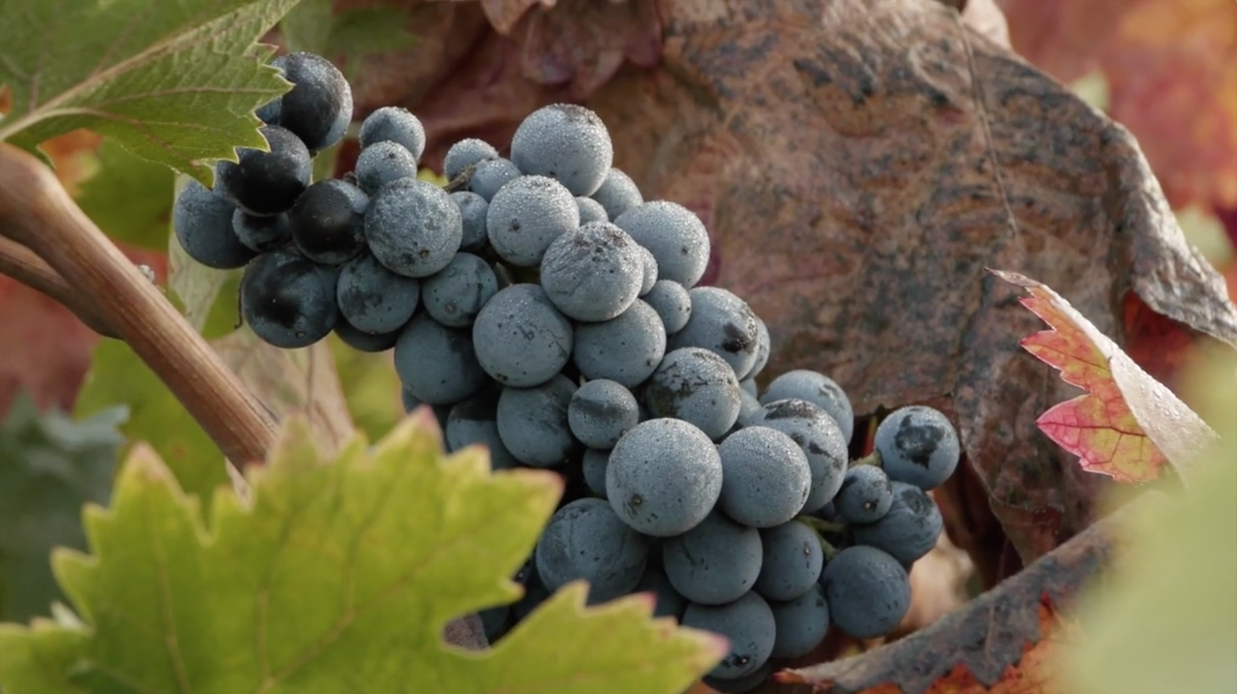 Robert Biale Vineyards