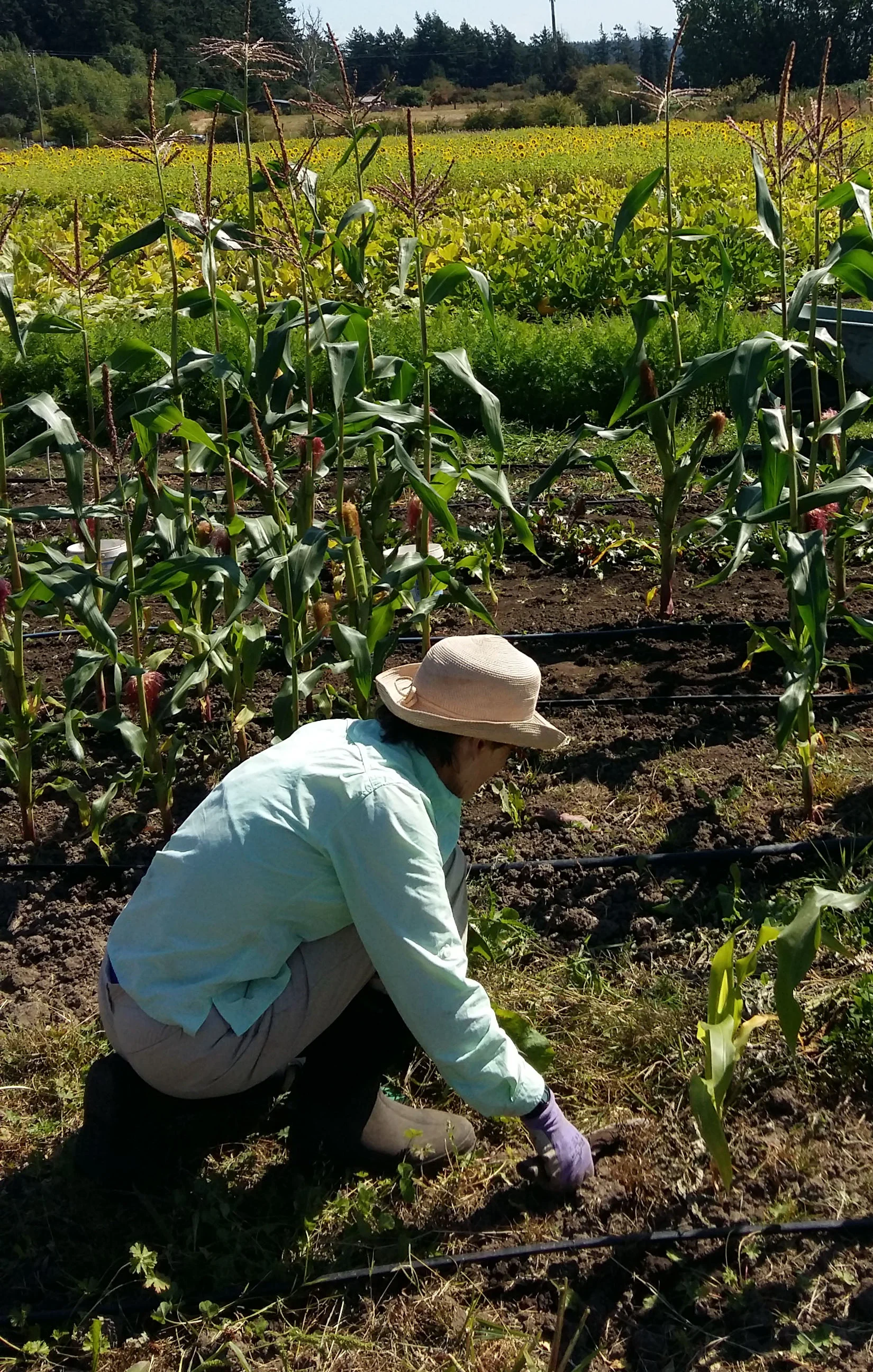 Volunteers are always welcome and most appreciated at our FLT Society work parties! Feel free to join us.