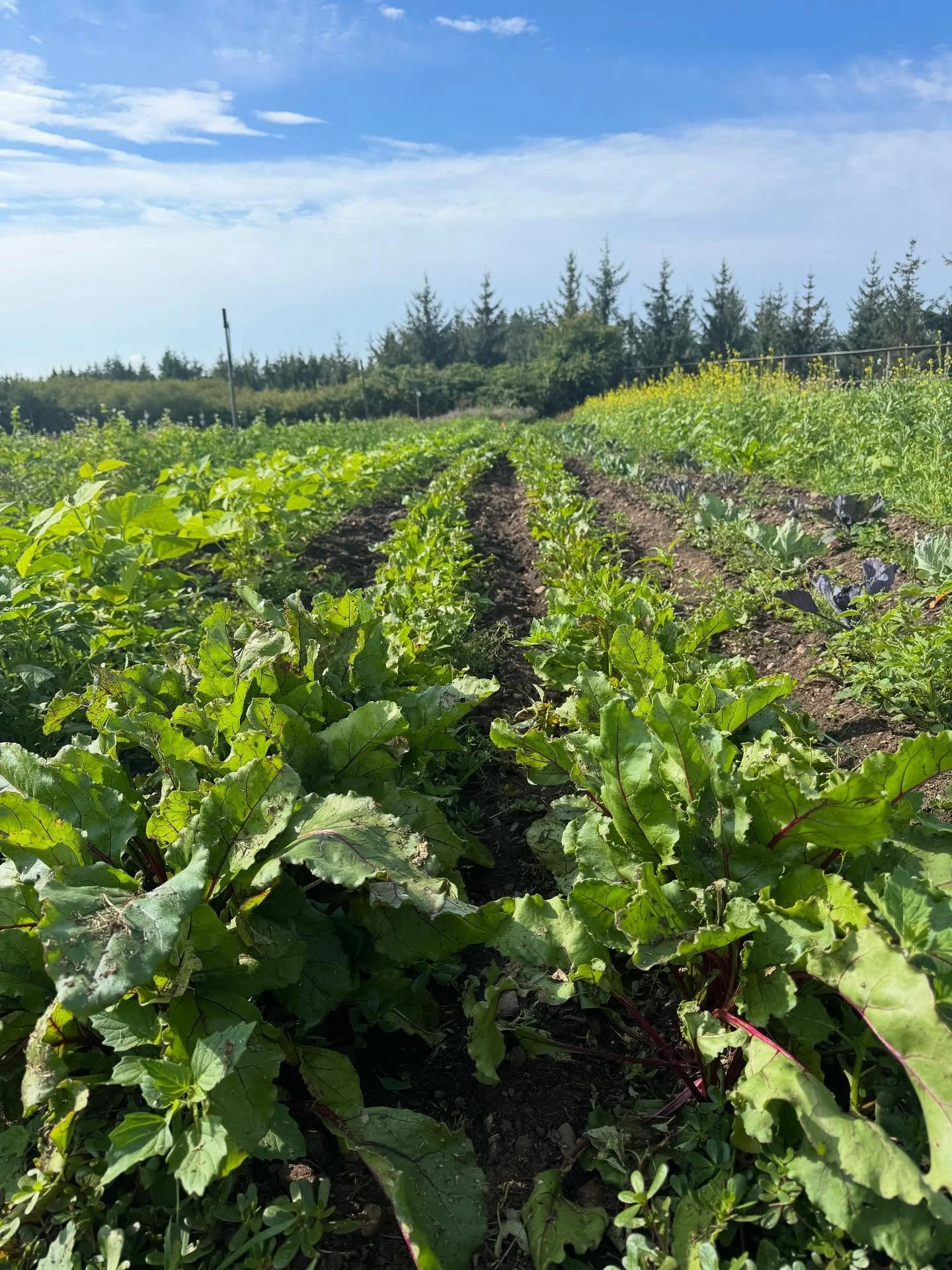 Call for volunteers! Harvest season is here! Come join us for harvest 4 pm - 8 pm Mondays and Wednesdays. Lots of tasks for all physical abilities. #newmanfarmdcs #newmanfarmvolunteers #yyjfarming #thriftyfoods