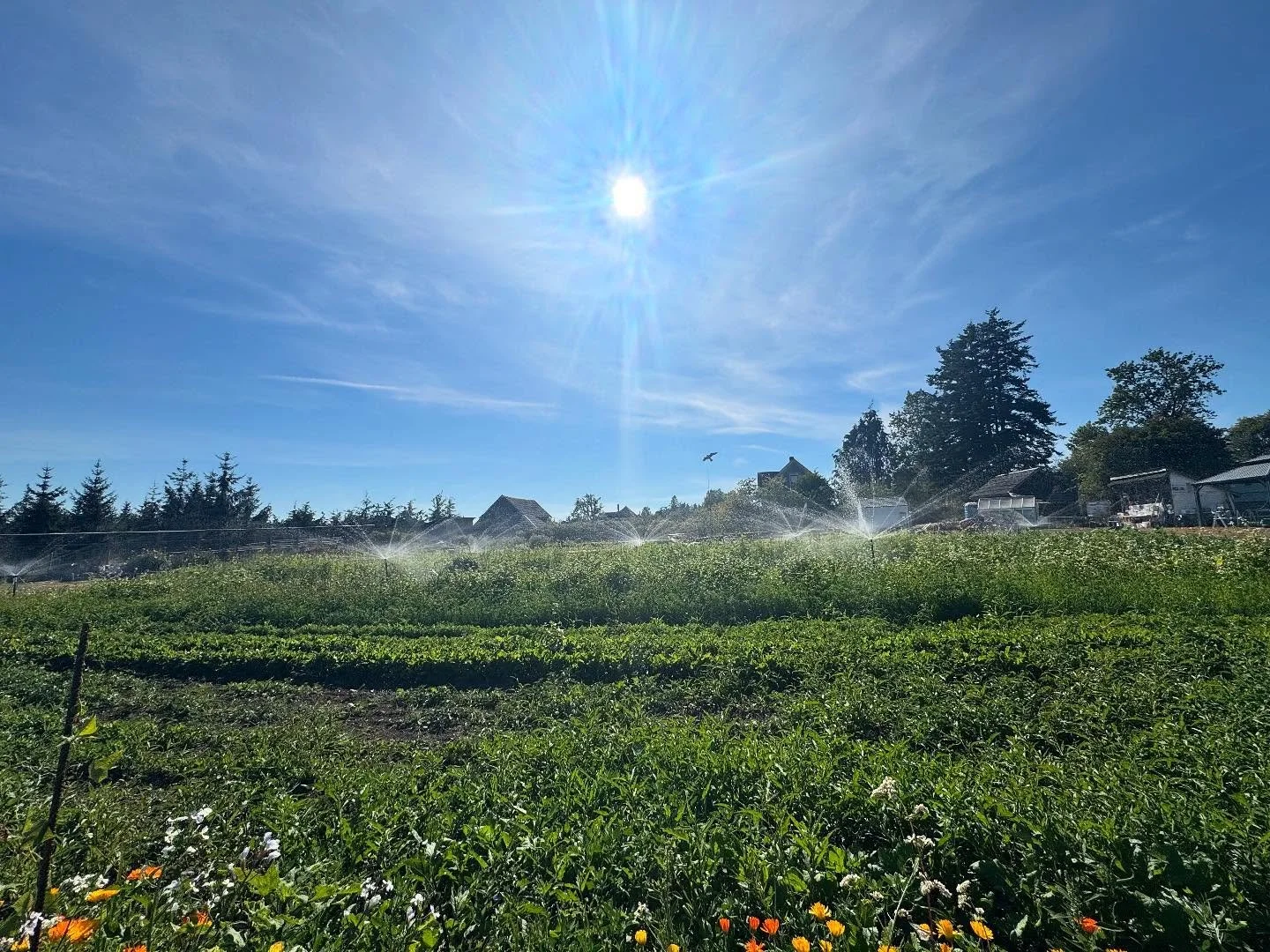 Happiness is a reliable irrigation system. The Newman Farm&rsquo;s system is quirky, but thanks to our farm manager, it&rsquo;s starting to keeping the crops moist, when they need it most! #newmanfarmdcs #yyjfarming