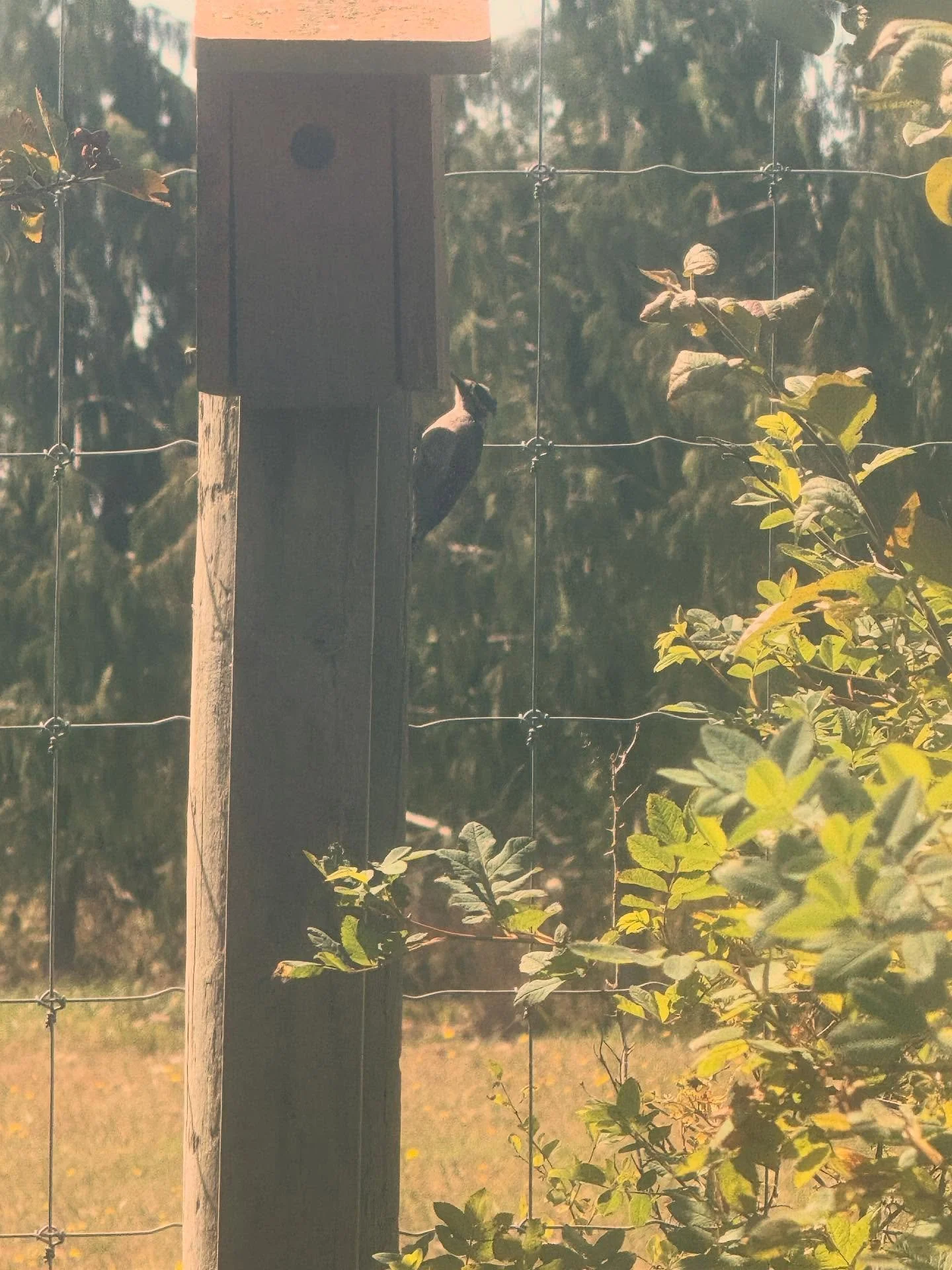 This little fella has moved into one of Newman Farm&rsquo;s bird boxes. Welcome! #newmanfarmdcs #yyjfarming #newmanfarmecology