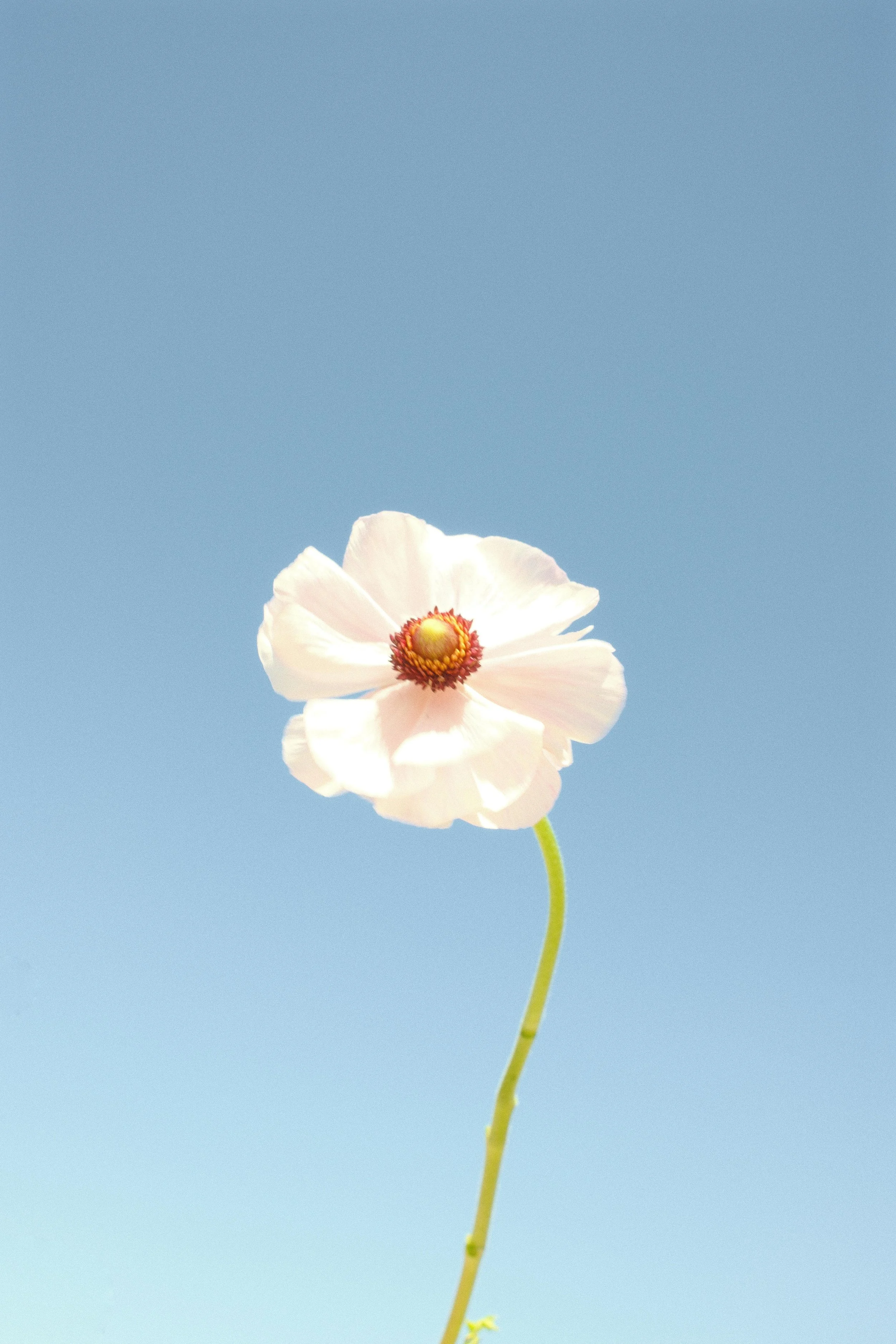 DSCF5296.jpg
