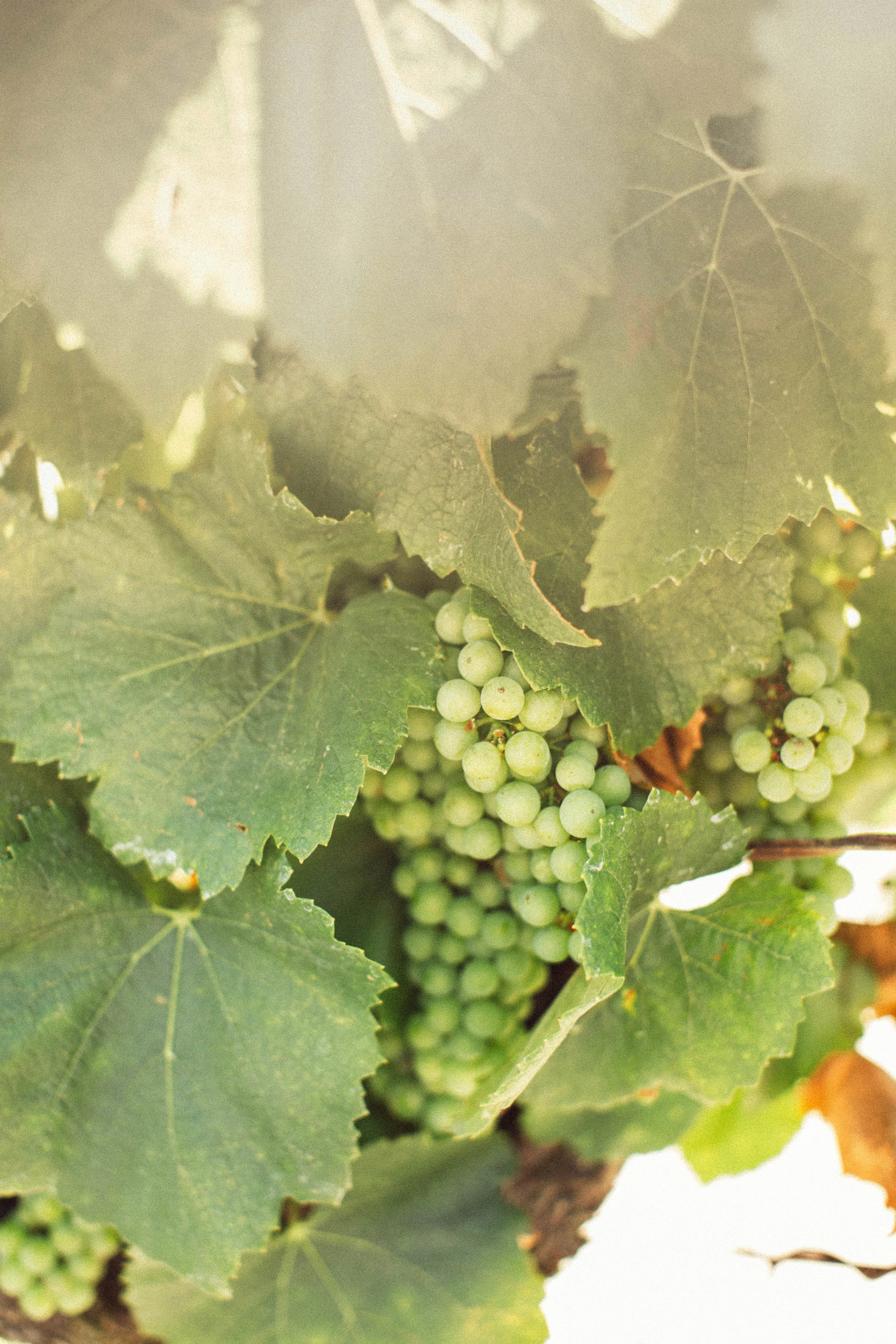 Sonoma Valley Part Deux