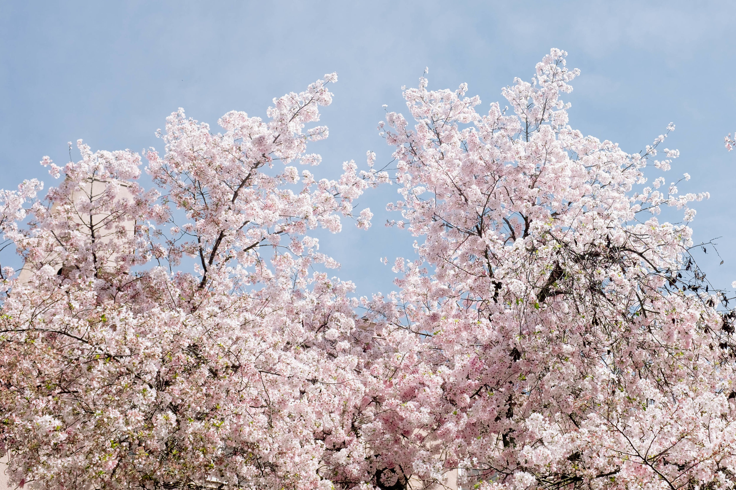 DSCF6190.jpg