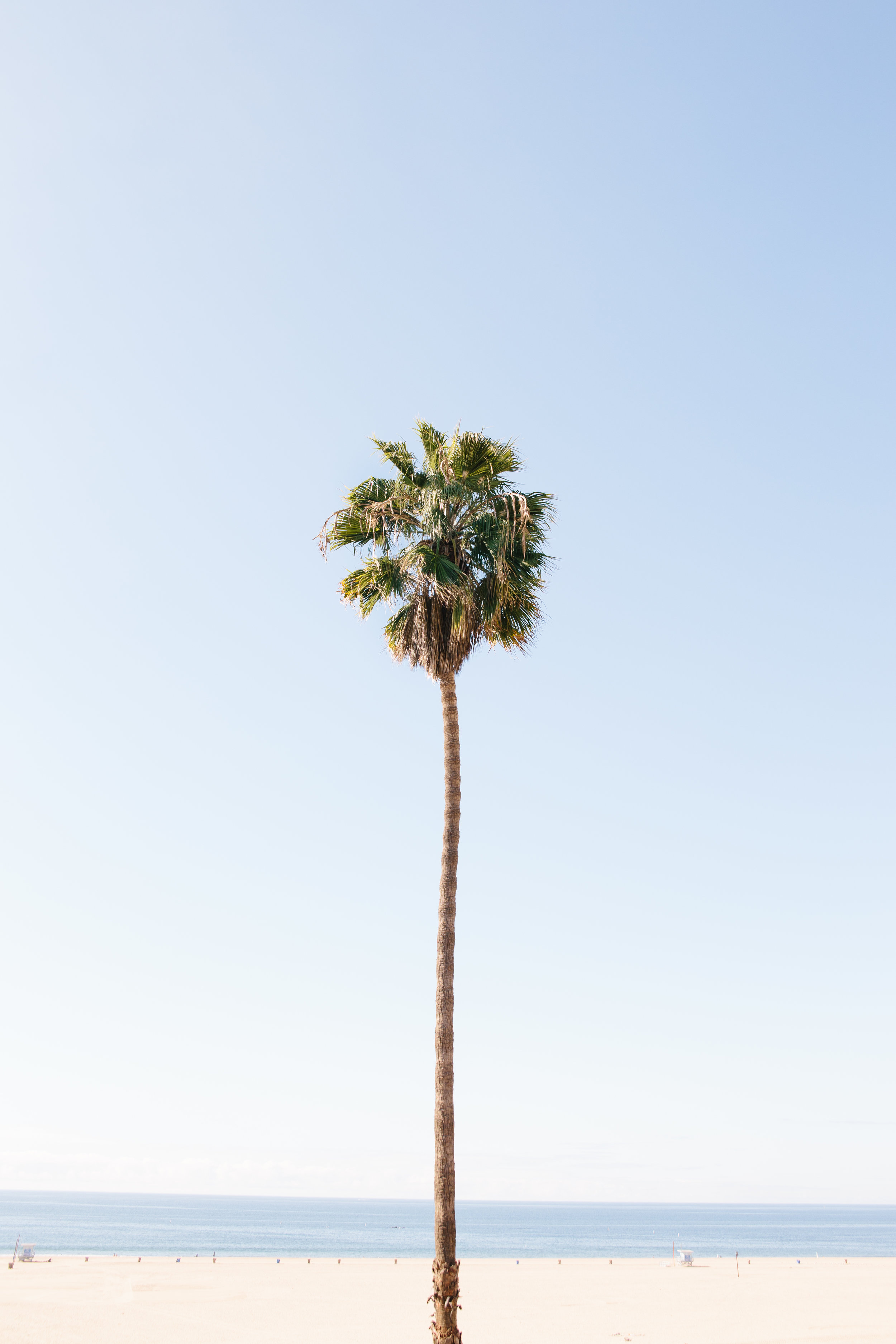 The Lone Palm