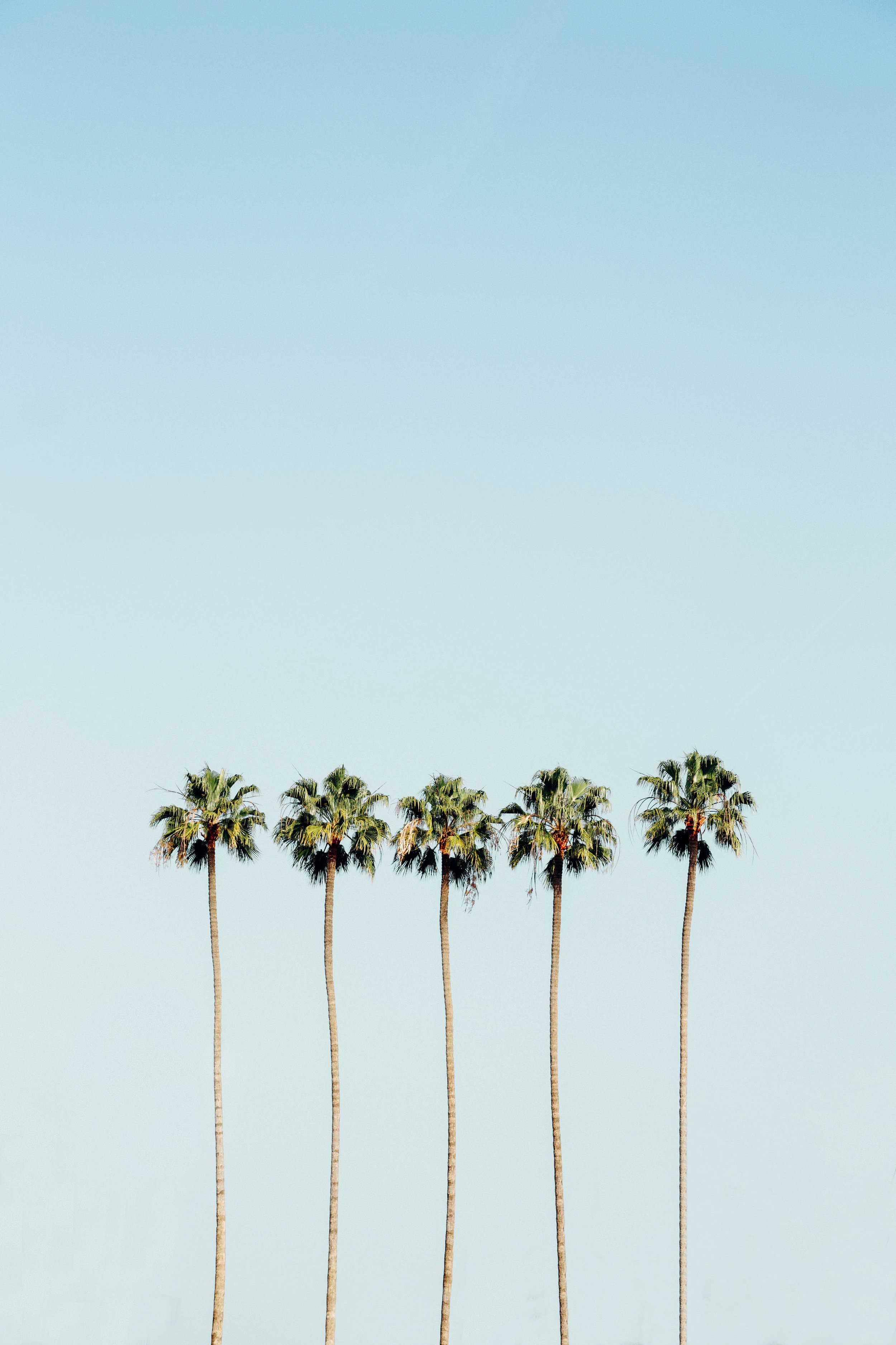 Palm Tree Lollipops