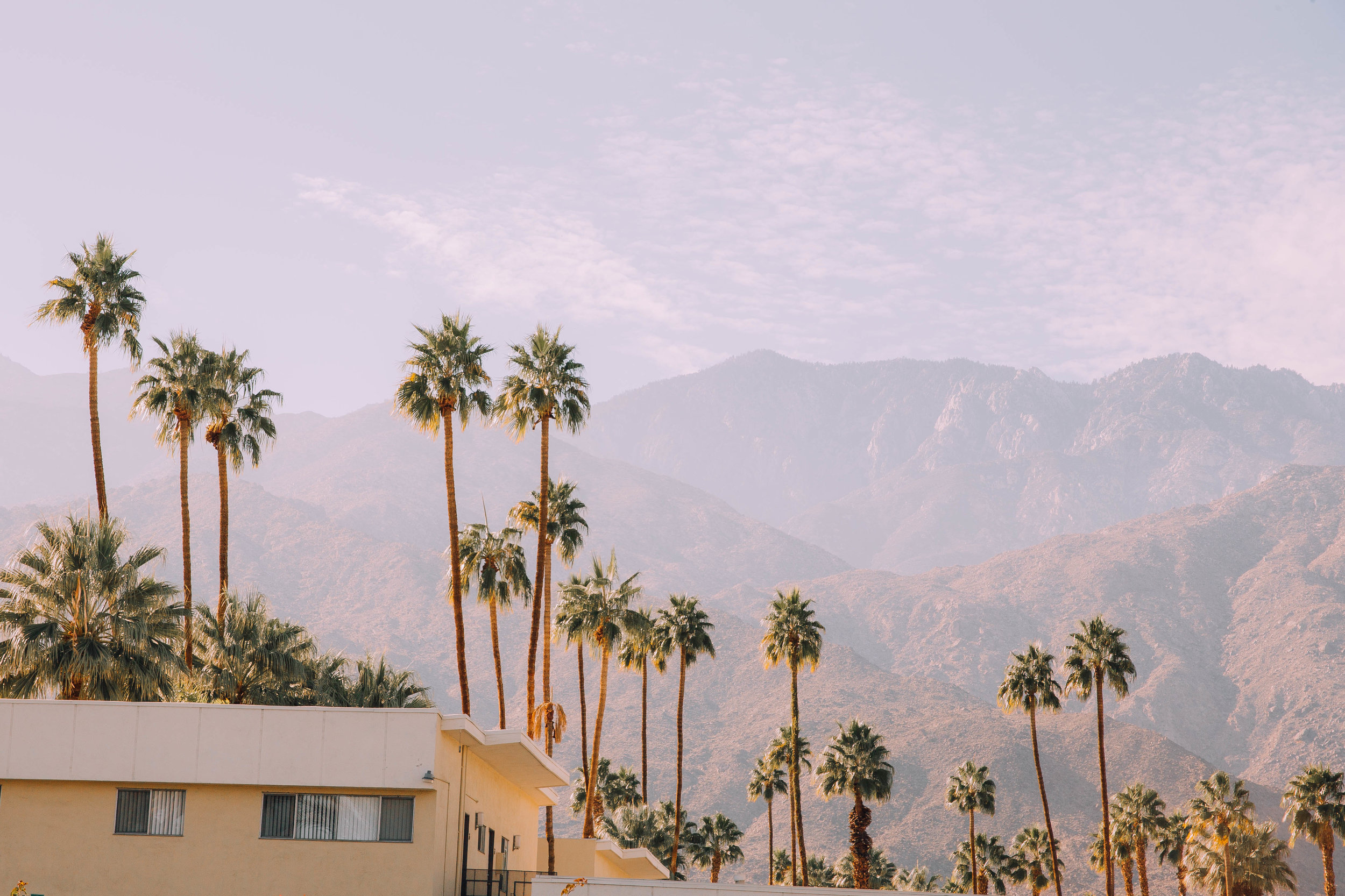 Palm Springs Palms