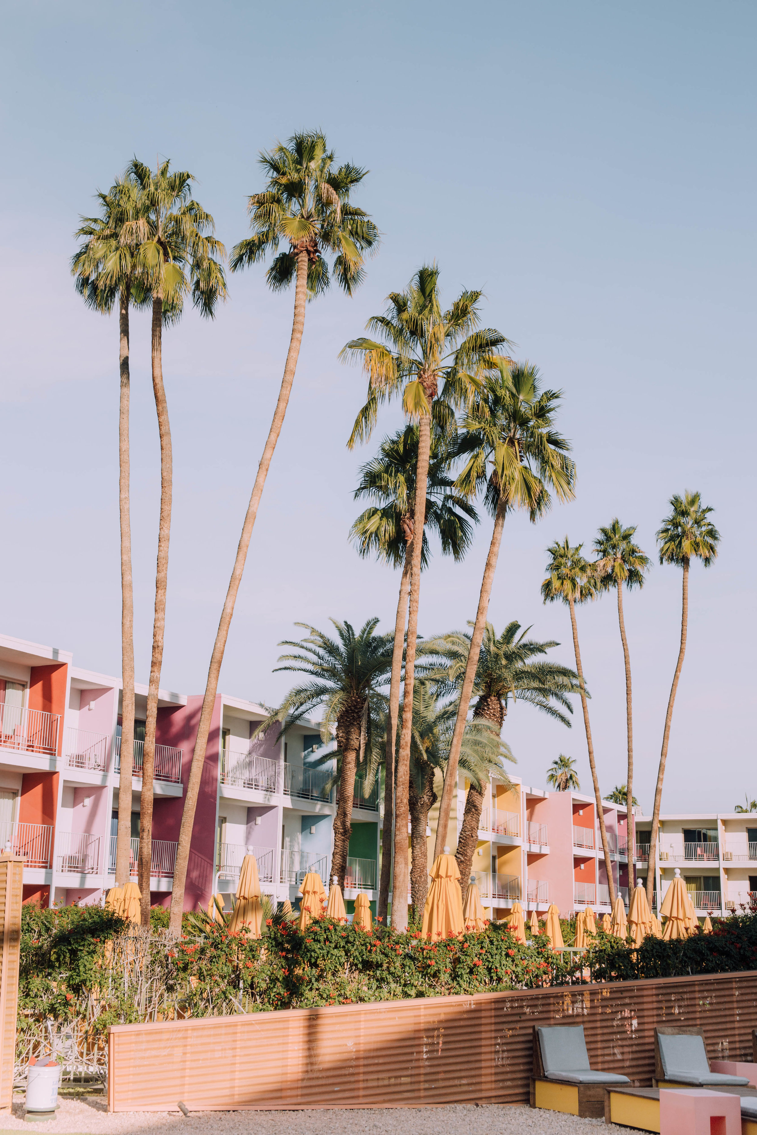 Palms at The Saguaro