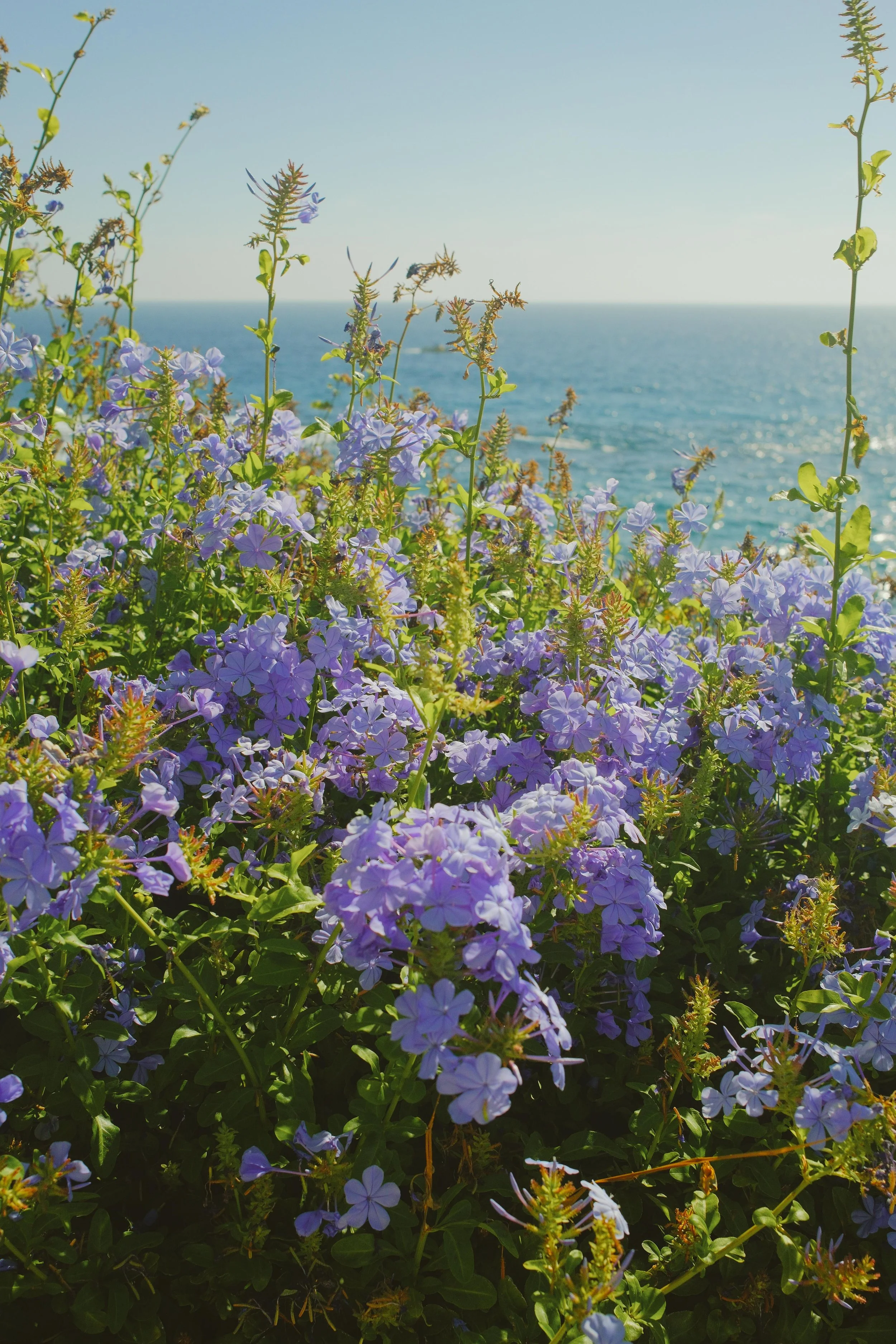 DSCF6808.jpg