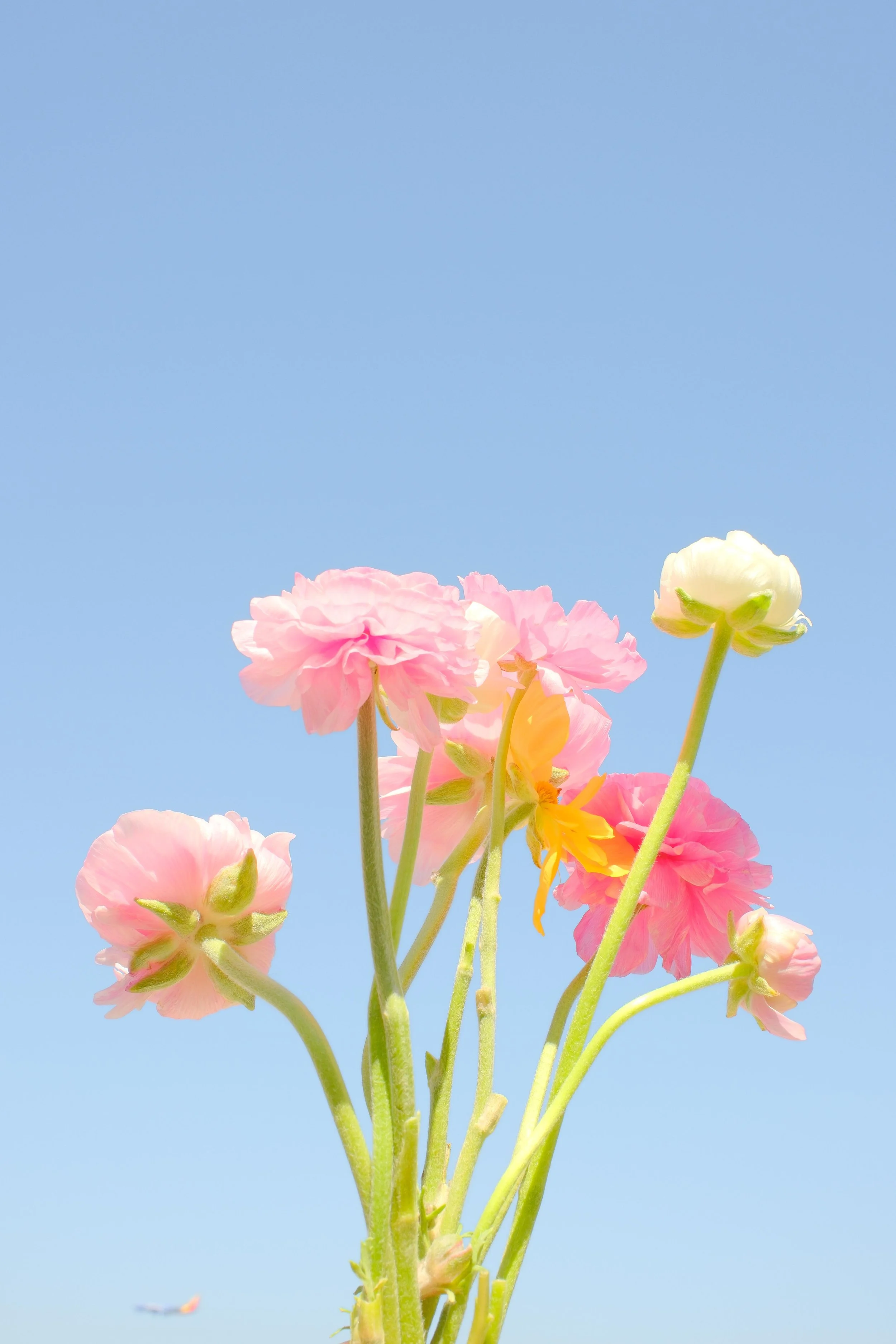 DSCF5315-2.jpg