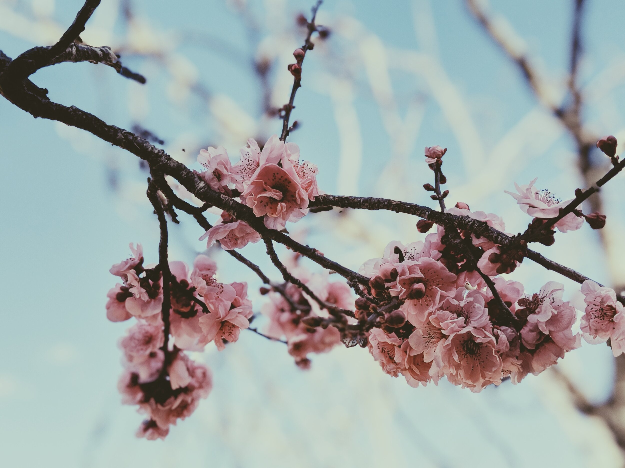 pink-cherry-blossom-in-bloom-3798396.jpg