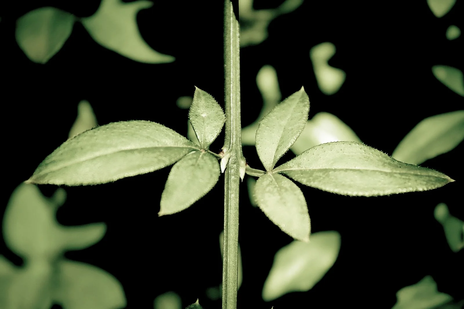 a v i g n o n s e n s e