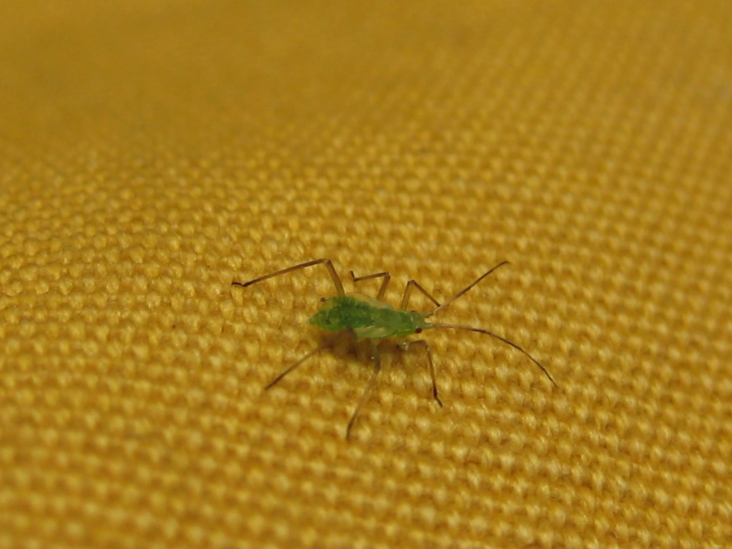 Aphidoidea 