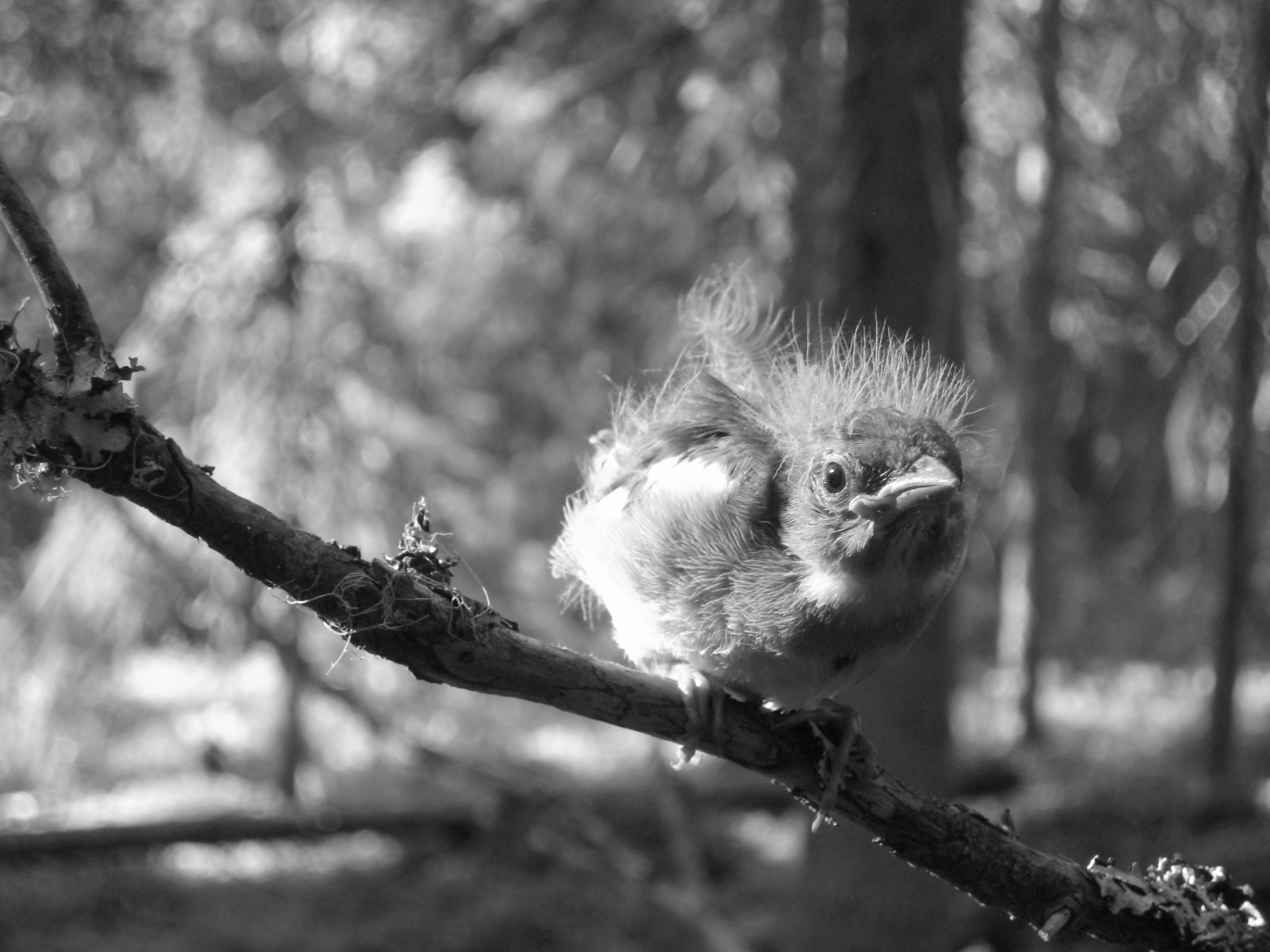 Learning to fly