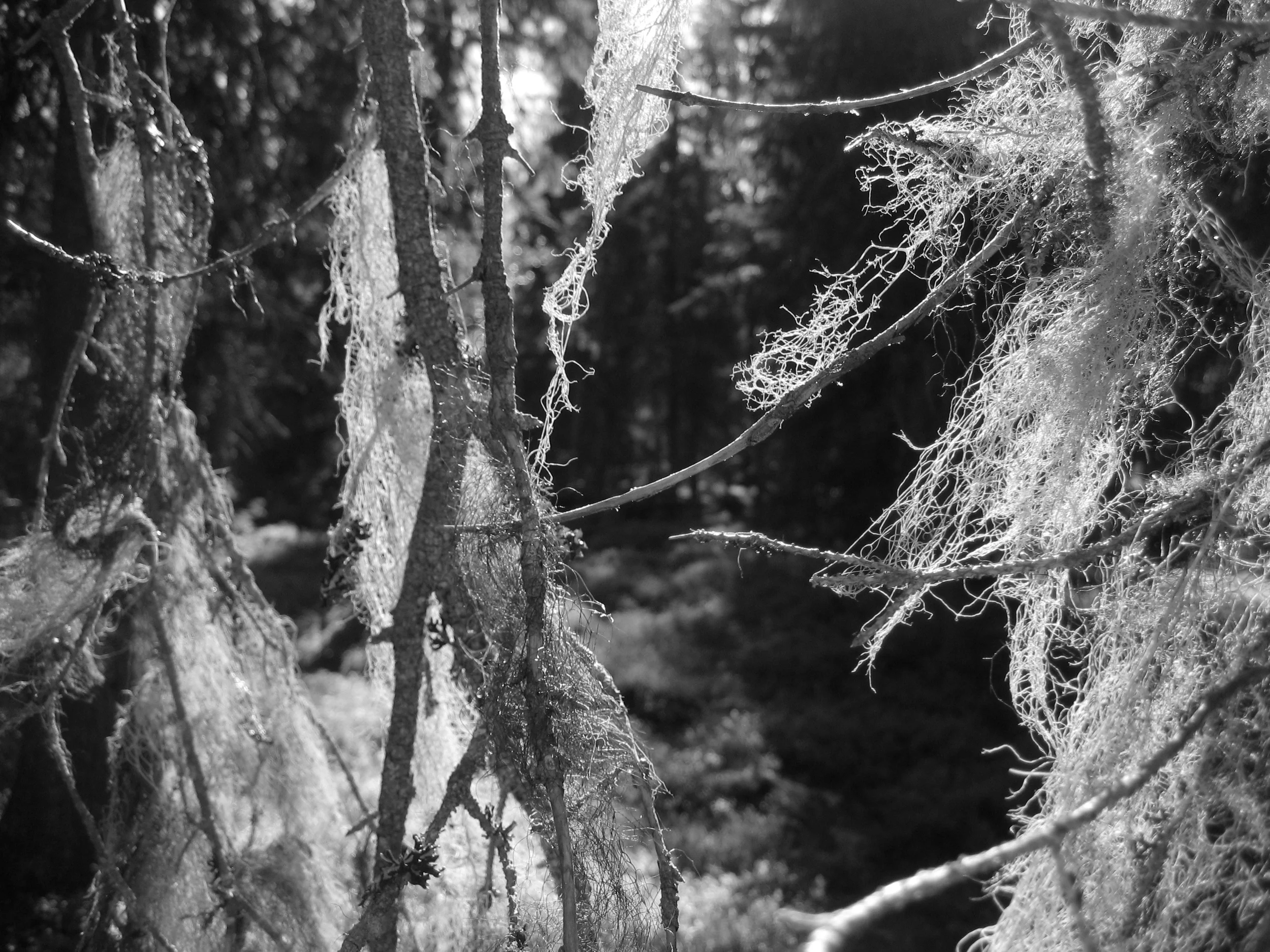 Beards of the spruce, hanging moss sign of clean air. Not seen in Bruxelles. 
