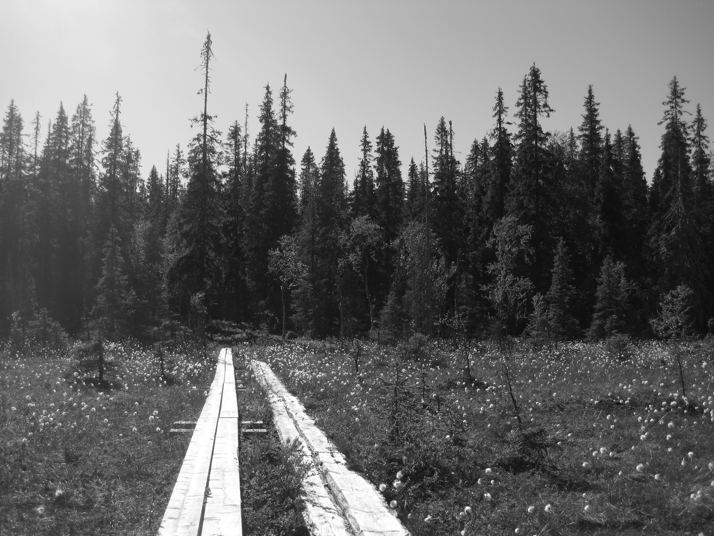 I love the simplicity of this structure on the swamps, tree trunks split in two. 