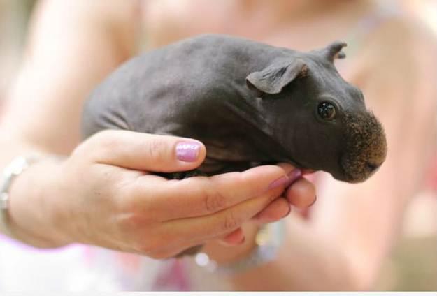 guinea pig hippo