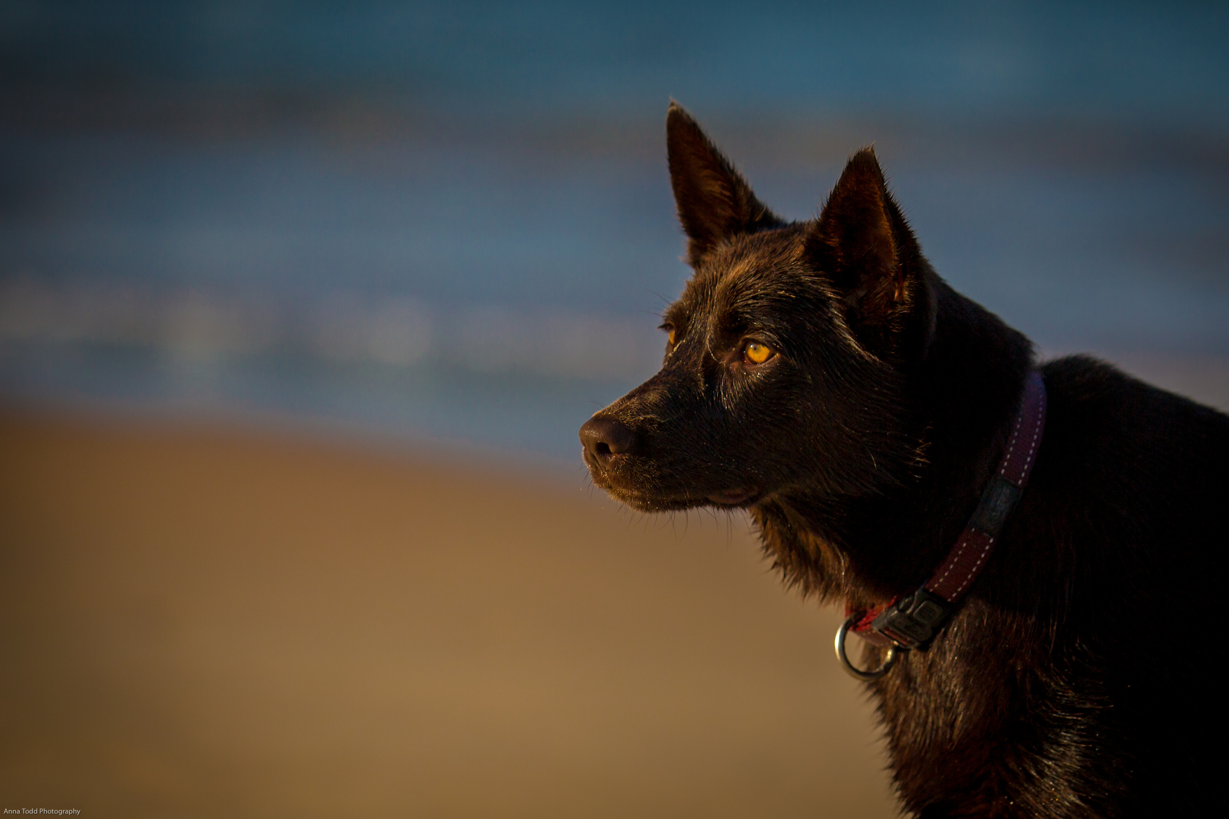 Sydney Family Photography_87.jpg