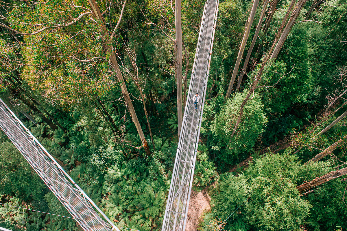 Otway Treetop Walk (13).jpg