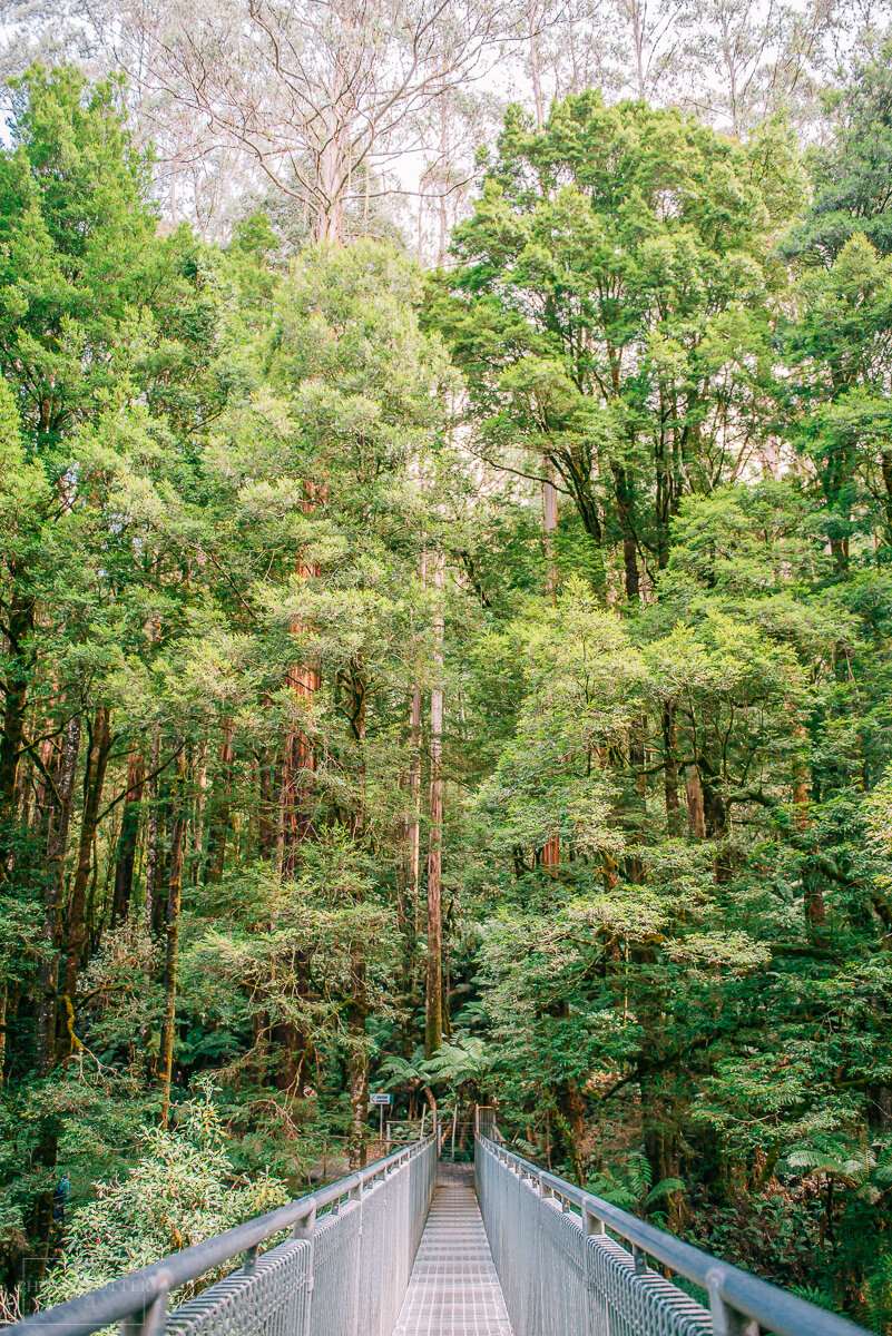 Otway Treetop Walk (23).jpg