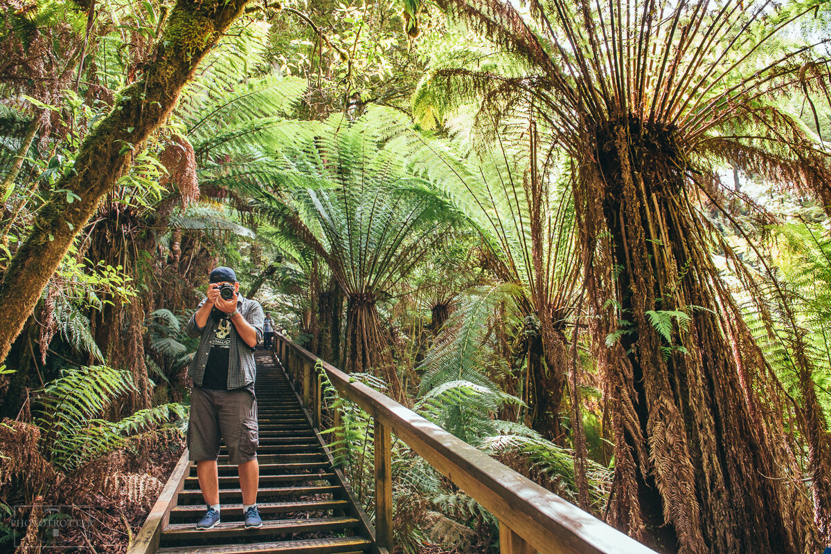 Otway Treetop Walk (27).jpg