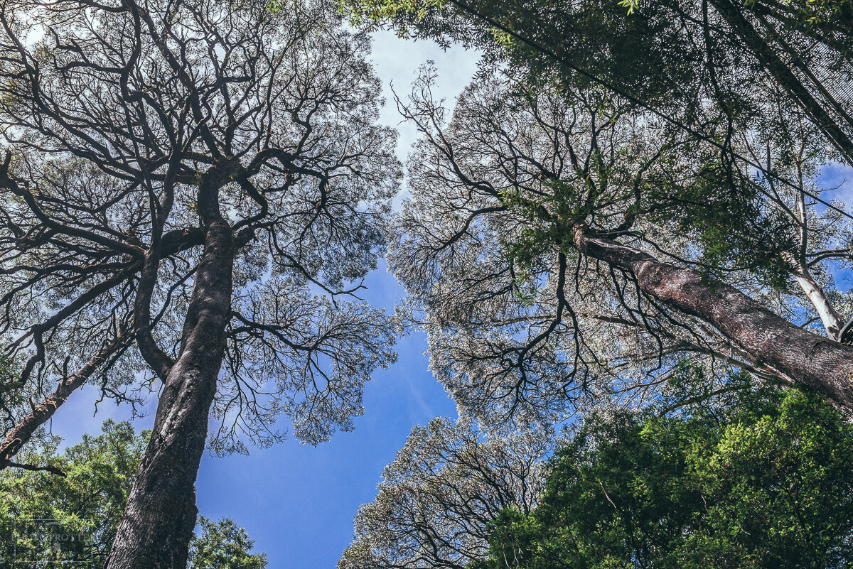 Otway Treetop Walk (30).jpg