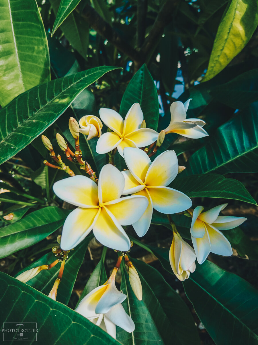 Phototrottrer Frangipani.jpg