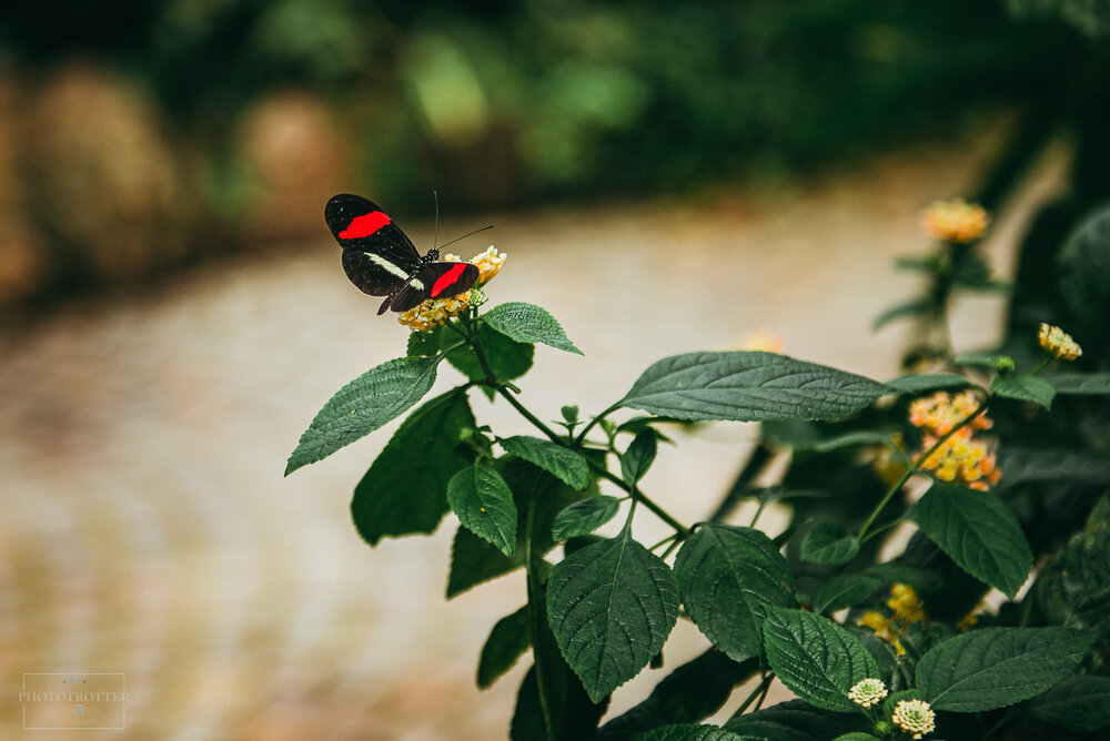 Maina island flowers Phototrotter (15).jpg