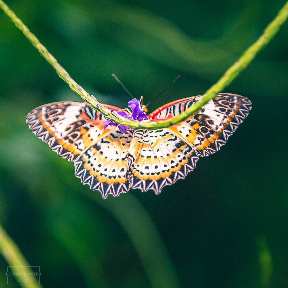 Maina island flowers Phototrotter (18).jpg