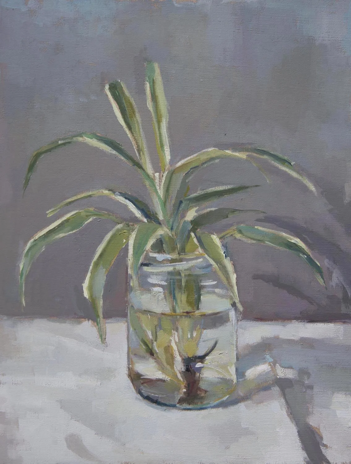 Spider plant in jam jar
