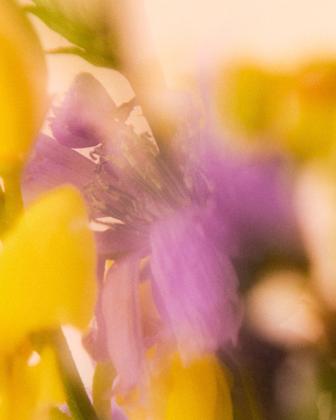 20220726_WILDFLOWERS2392 1.jpg