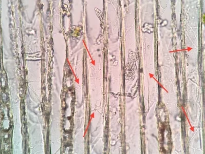 This image illustrates the early state of wood decay and was taken from a structural member inside a building. The decay seen likely resulted in significant strength reductions.