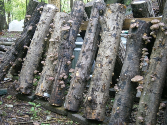 Set of logs each fruiting several shiitake mushrooms after a 24 hour soak in water.