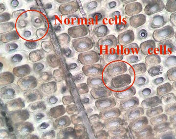 Image of soft rot wood decay in timber piling (100X).