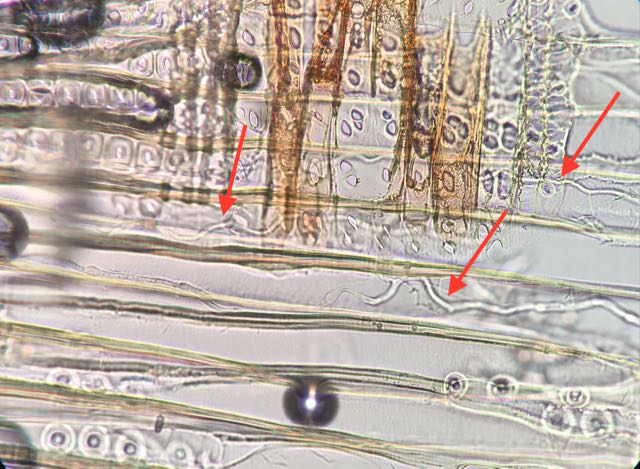 Image of brown rot wood decay in glulam beam (100X),