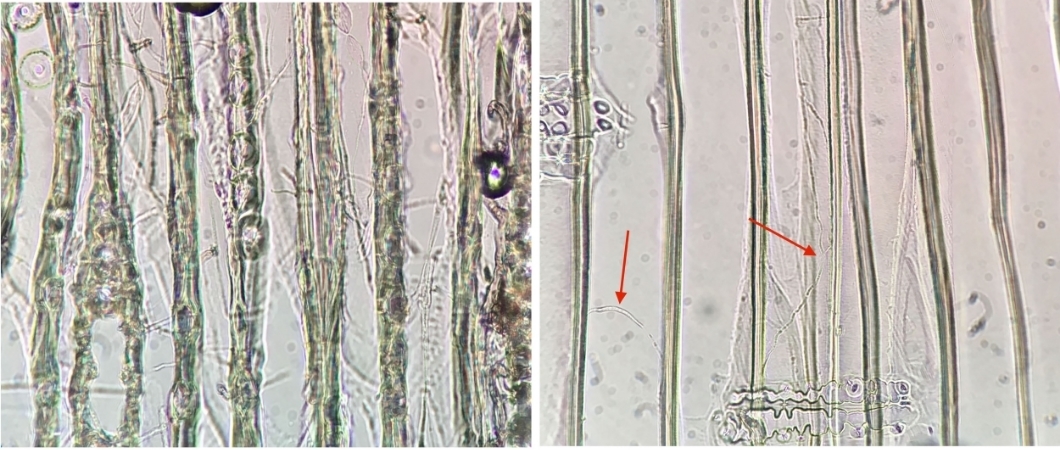 Photo 2 - The image on the left shows a network of wood decay hypae (i.e. root-like structures) in every wood cell at the 2' height of the glulam arch. The image on the right shows much lower levels of wood decay hyphae at the 3' height of the glulam arch.