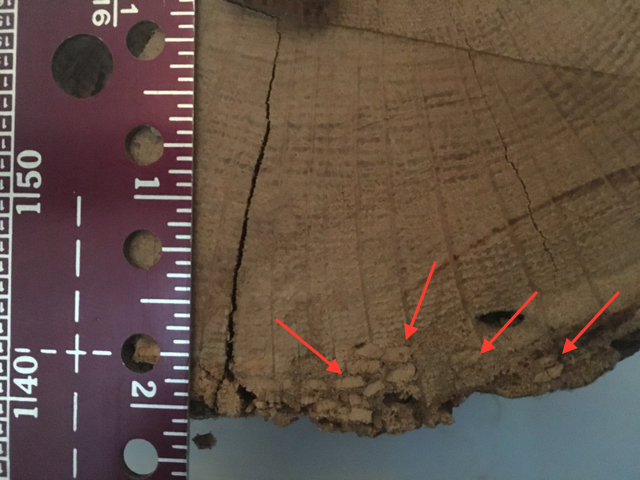 Photo 2 - Here are the powder packed holes caused by the beetles as they mature prior to laying eggs and then exiting the timber as an adult. As you can see the damage is limited to the outer 1/4" of the timber.
