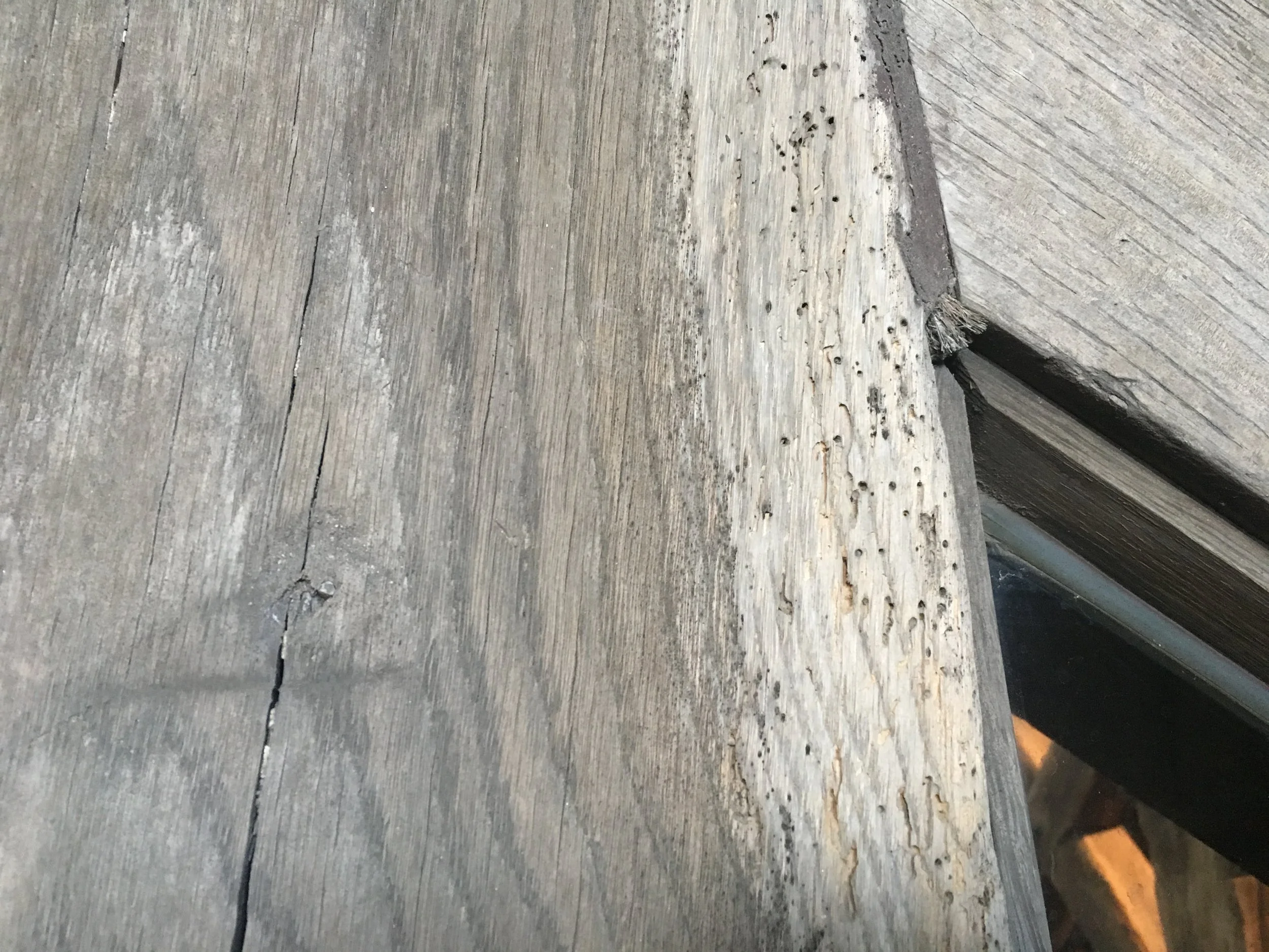 Old and inactive powder post beetle damage in the sapwood.
