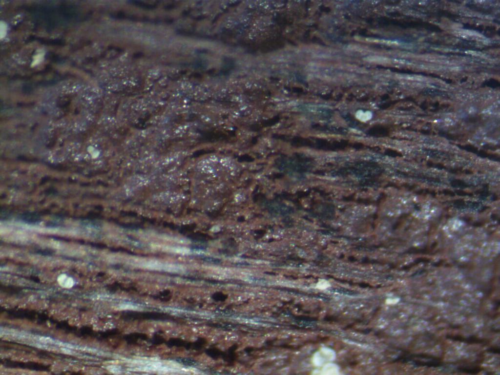 Paint film with poor penetration on decking material (40X). 