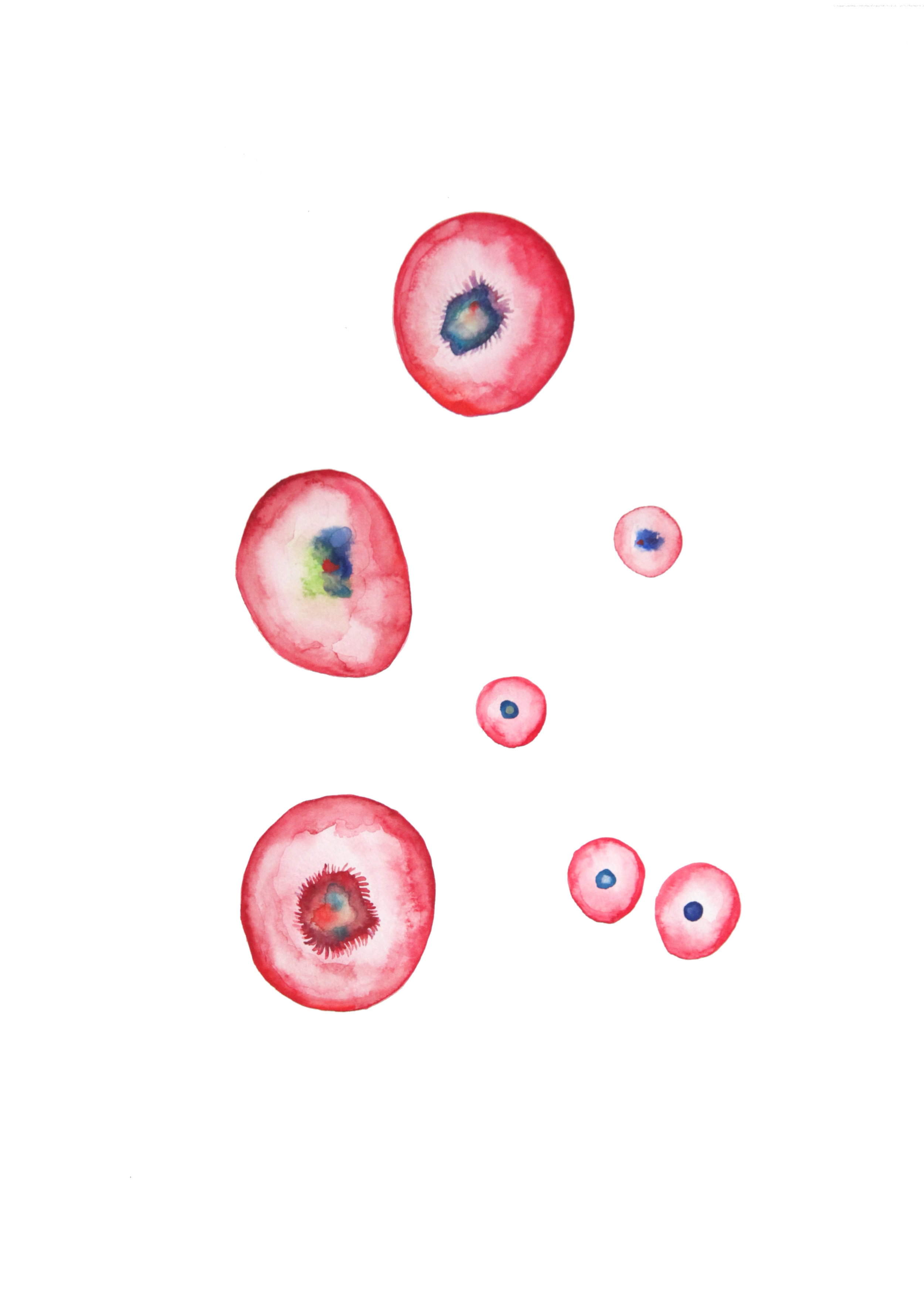    Ovules fécondes (fertile eggs)  ,&nbsp;2014,&nbsp;watercolor on paper,&nbsp;32x41cm, private collection  