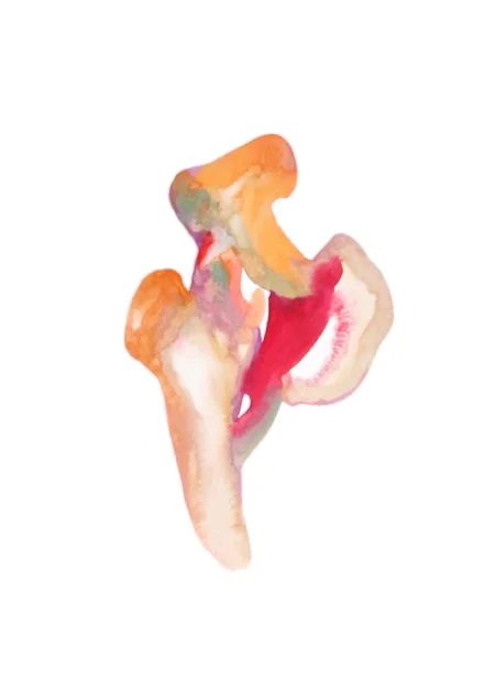 Muscle obturateur externe , 2016, watercolor on paper, 30x40cm