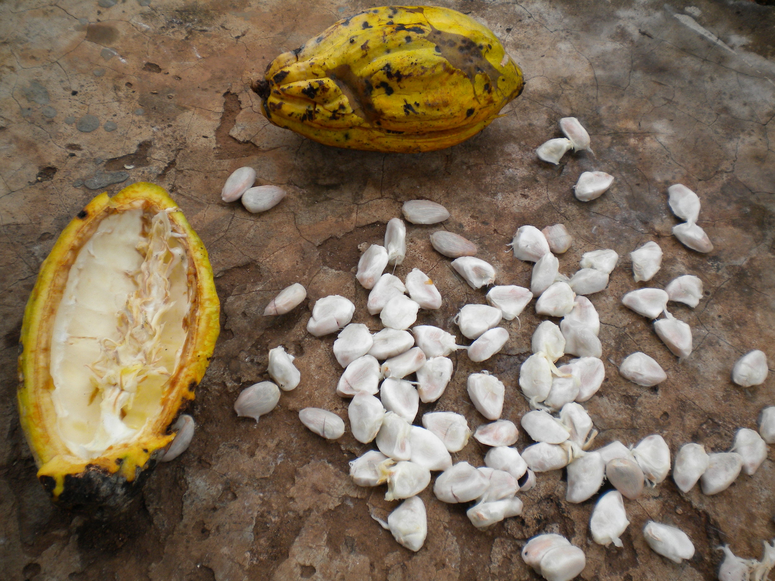 Ndelele, Cameroun karite nuts in skins.jpg