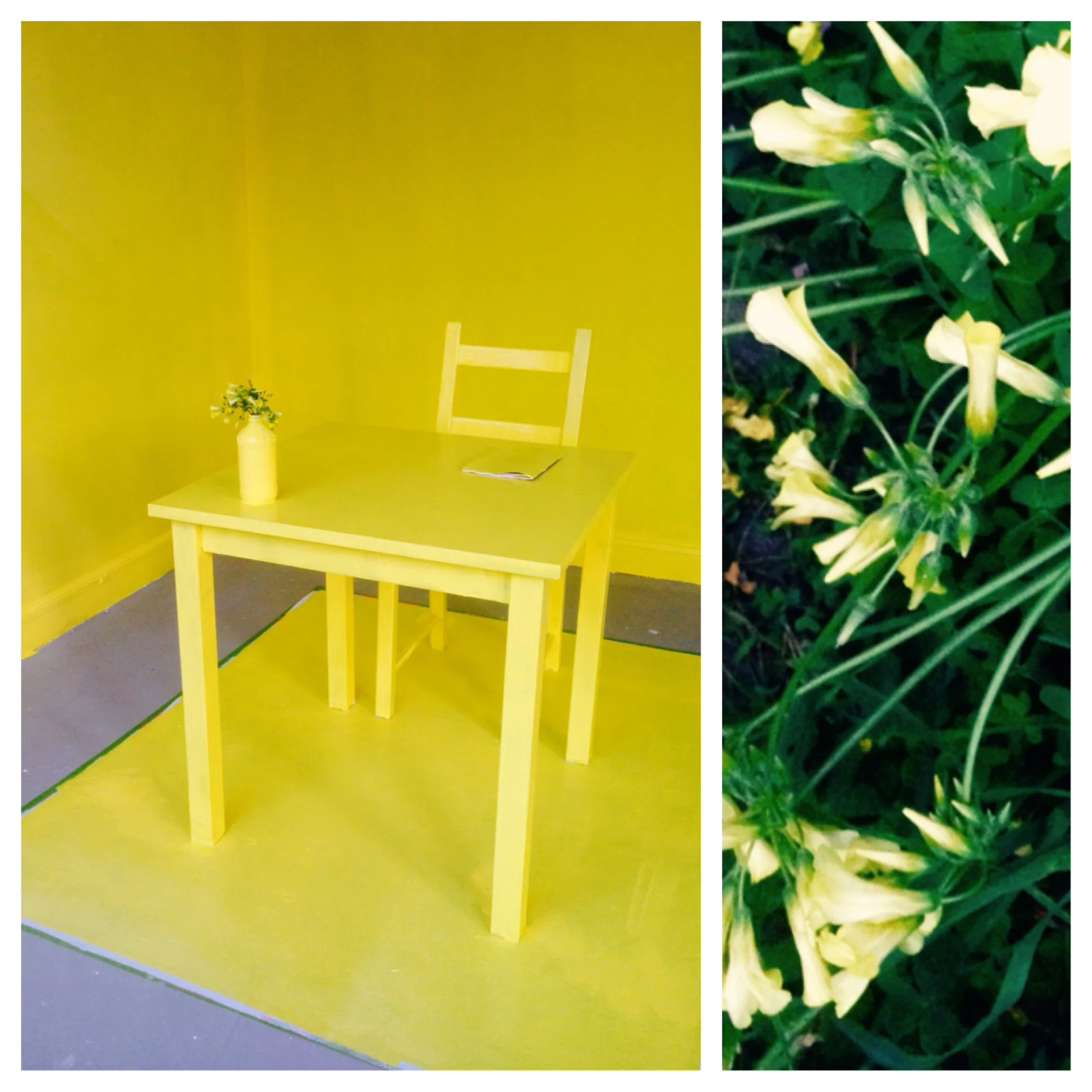 Day 3 // OXALIS YELLOW