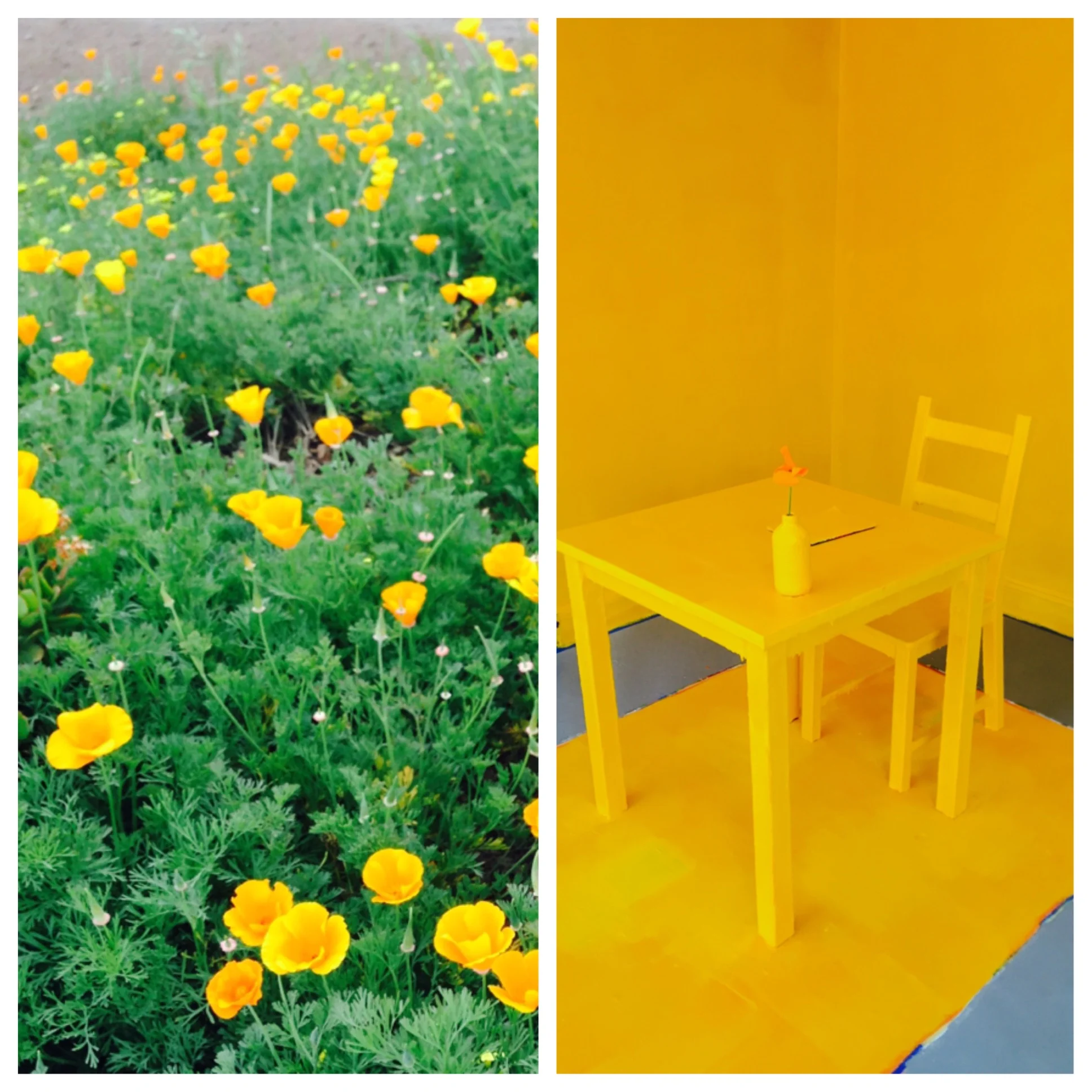 Day 26 // CALIFORNIA POPPY