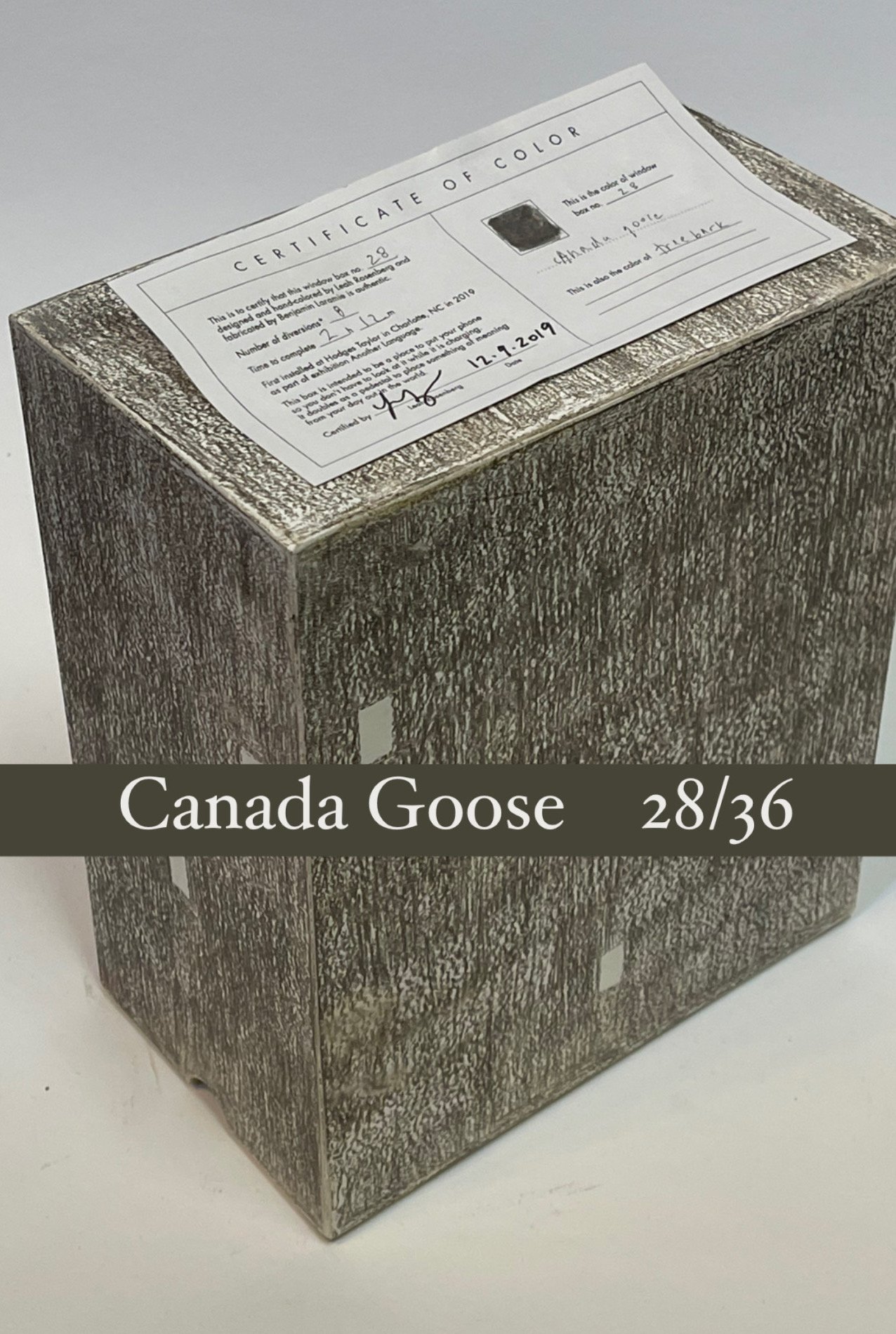 windowbox_canadagoose_28:36.JPG